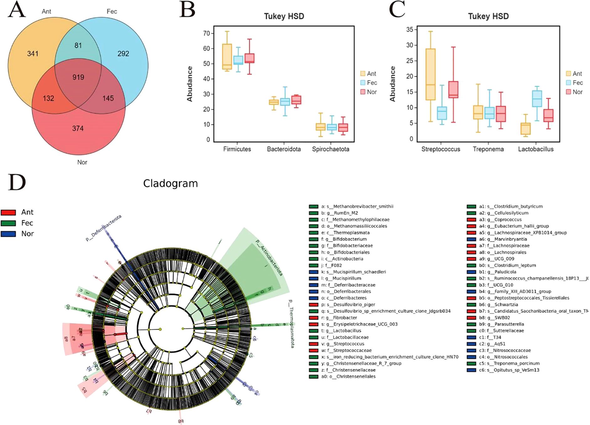 A Venn diagram (A) shows shared and unique bacteria among Ant, Fec, and Nor groups. Box plots (B and C) display bacterial abundance across groups for specific genera. A cladogram (D) illustrates bacterial phylogenetic relationships, highlighting different groups in color-coded sections.