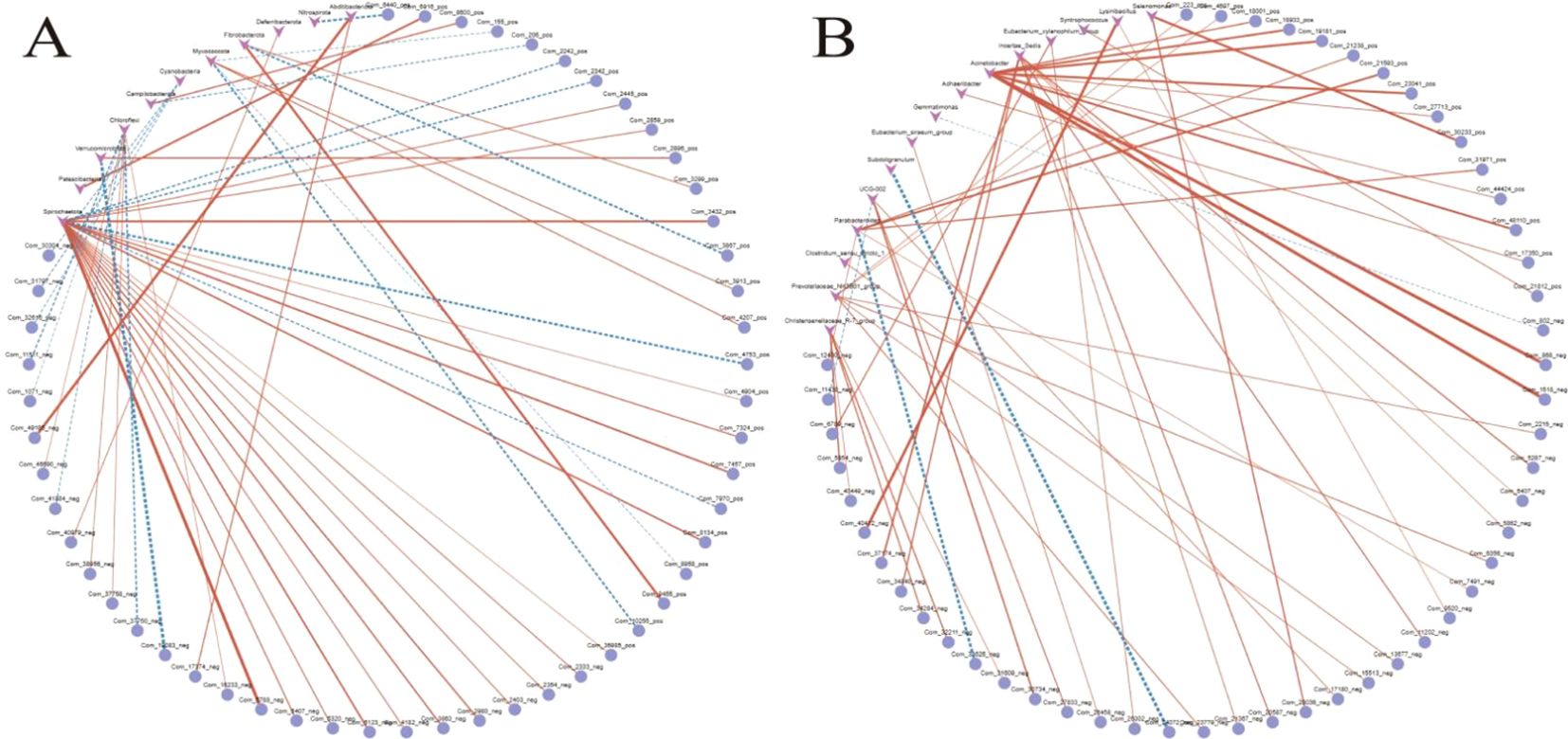 Two circular network diagrams labeled A and B, each showing nodes connected by red and blue lines indicating relationships or interactions. Nodes are labeled with codes and bacterial groups, suggesting a biological networking analysis.