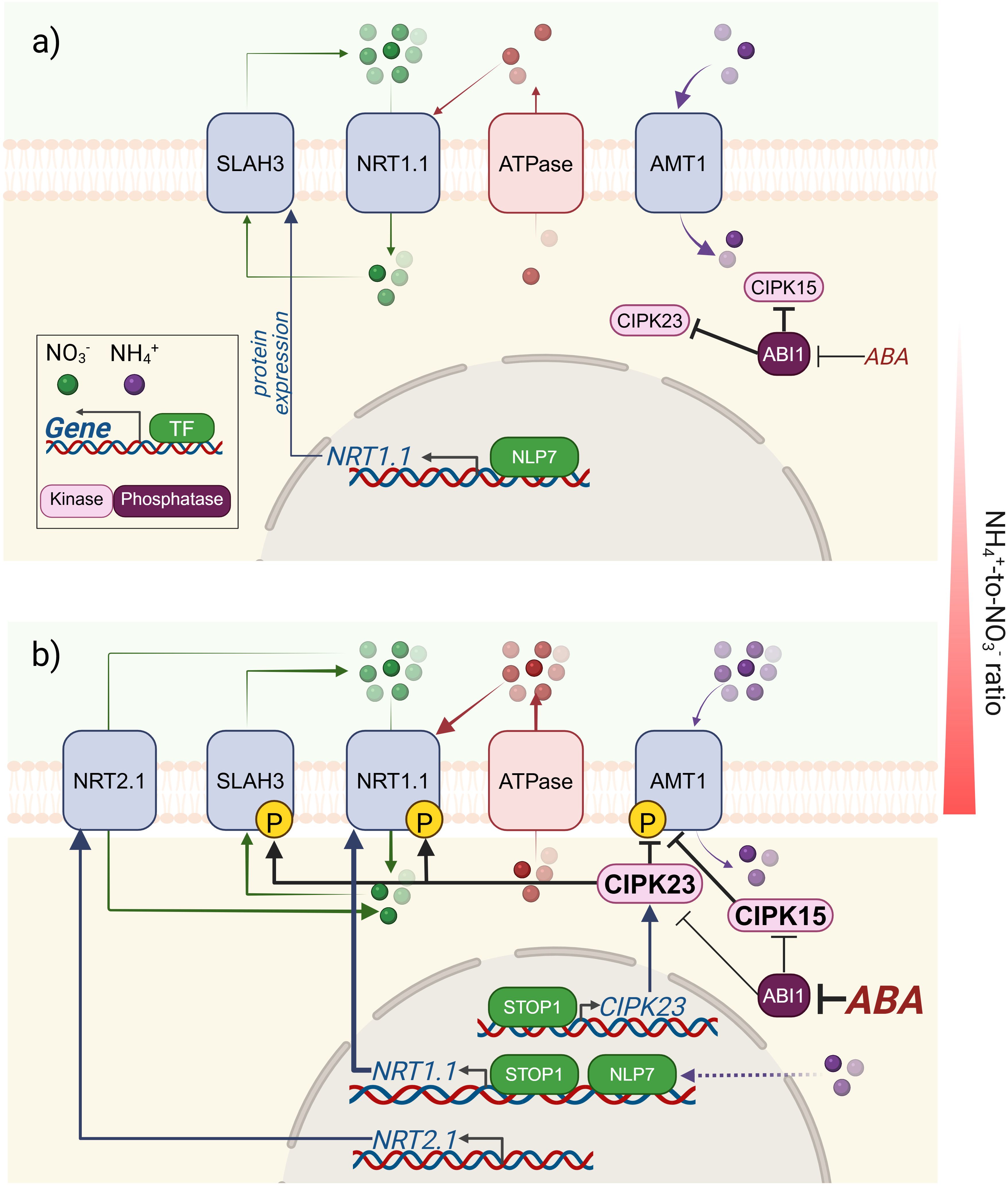 Diagram illustrating nitrogen uptake and signaling in plants. Panel a) shows low ammonium to nitrate ratio, with SLHA3, NRT1.1, ATPase, and AMT1 involved in transport and regulation. NLP7 regulates NRT1.1 expression. Panel b) shows high ammonium to nitrate ratio, highlighting NRT2.1 activity. Phosphorylation events and CIPK interactions are shown, with ABA, CIPK23, and CIPK15 affecting transport proteins and signaling pathways.