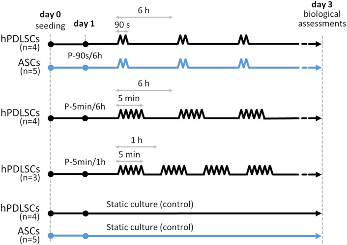 Diagram showing experimental timelines for hPDLSCs and ASCs. Day 0 is for seeding, and day 3 for biological assessments. Protocols include 90-second and 5-minute dynamic stimulation with 6-hour intervals, and 5-minute dynamic stimulation with 1-hour intervals. Static culture serves as a control. Arrows indicate time progression.