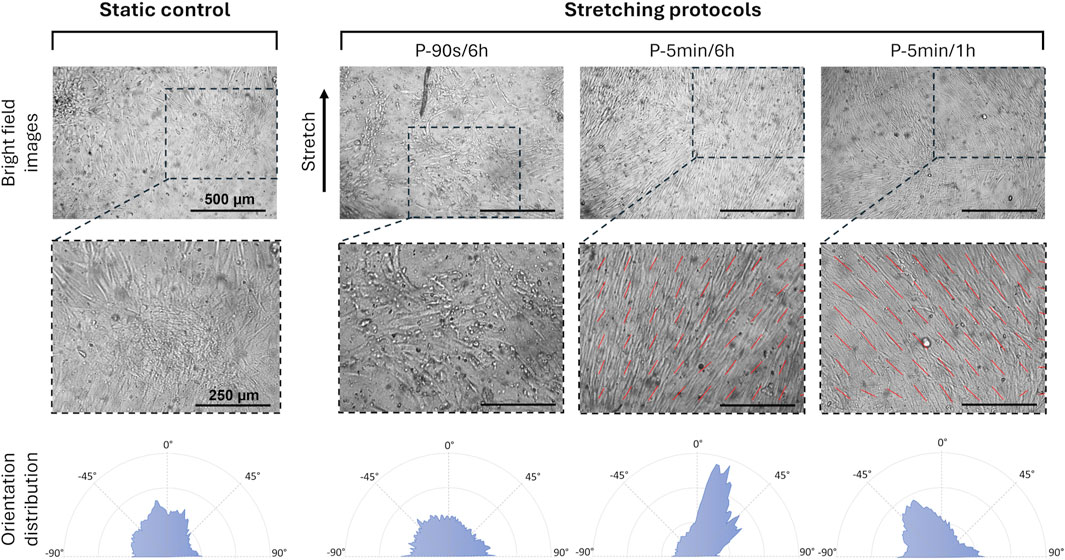 Brightfield images comparing static control and stretching protocols on cells orientation. The top row shows larger images with labeled scale bars of five hundred micrometers, and the middle row displays magnified sections with scale bars of two hundred fifty micrometers. Stretching protocols include P-90 seconds for six hours, P-5 minutes for six hours, and P-5 minutes for one hour. Red lines indicate cell orientation. The bottom row consists of orientation distribution graphs, highlighting angular shifts under different protocols.