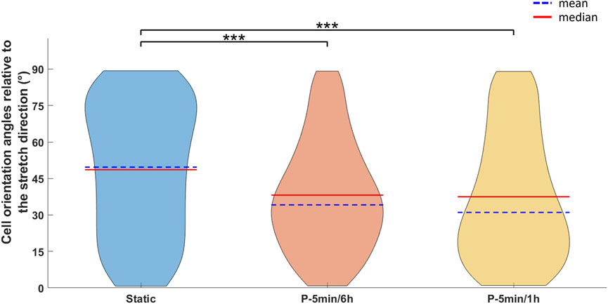 Violin plot showing cell orientation angles relative to the stretch direction for three conditions: Static, P-5min/6h, and P-5min/1h. Each plot displays mean (dashed blue line) and median (solid red line) angles. Significant differences between groups are marked with asterisks.