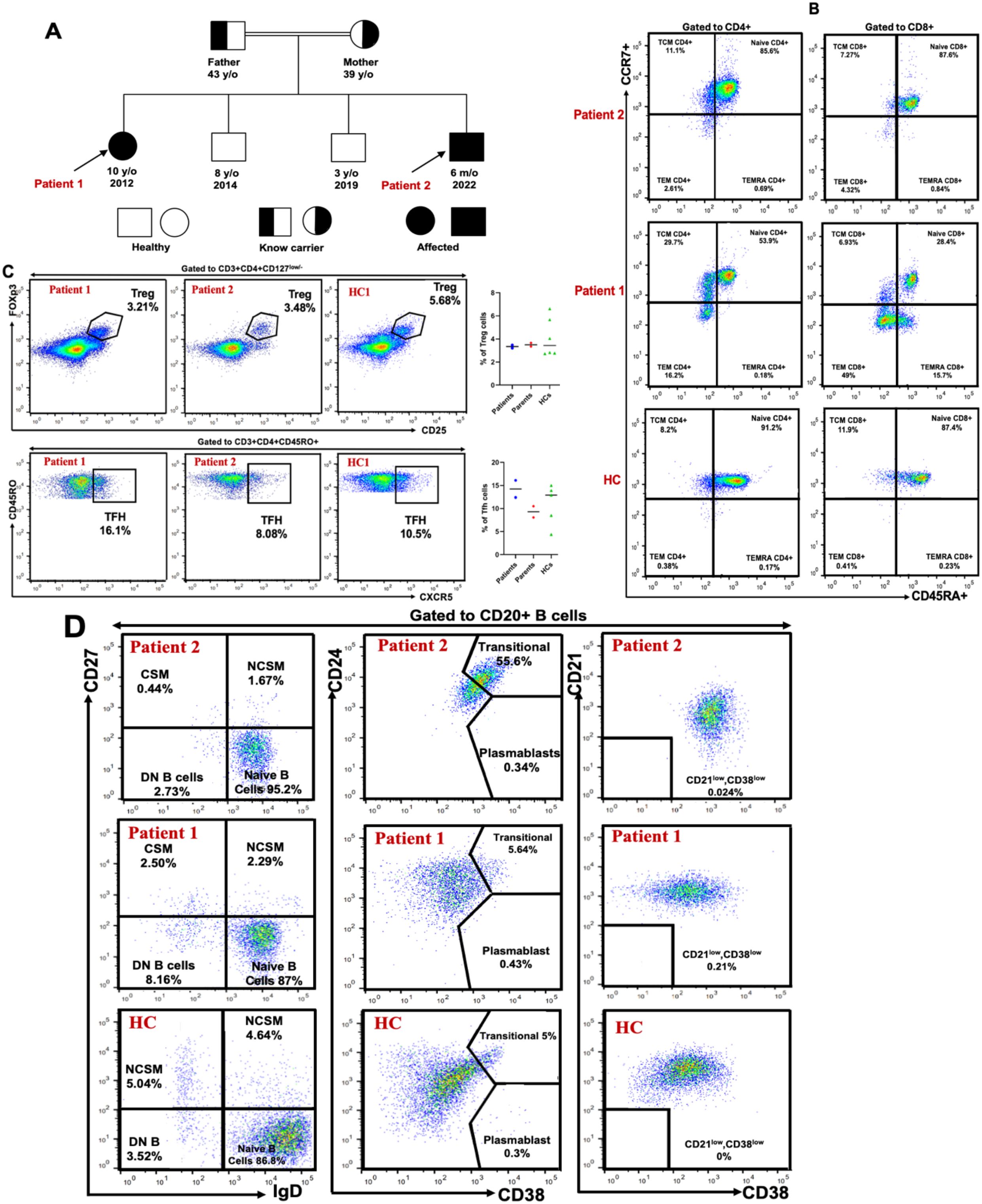 Genetic pedigree chart for a family, highlighting affected individuals and carriers. Flow cytometry plots illustrate lymphocyte populations for two patients and a healthy control (HC). Various plots in panels C and D display Treg, TFH, CD4+, CD8+, and B cell subsets with markers like CCR7, CD45RA, CD25, CXCR5, CD27, IgD, CD24, CD21, and CD38. Data points indicate cell distribution and population percentages.