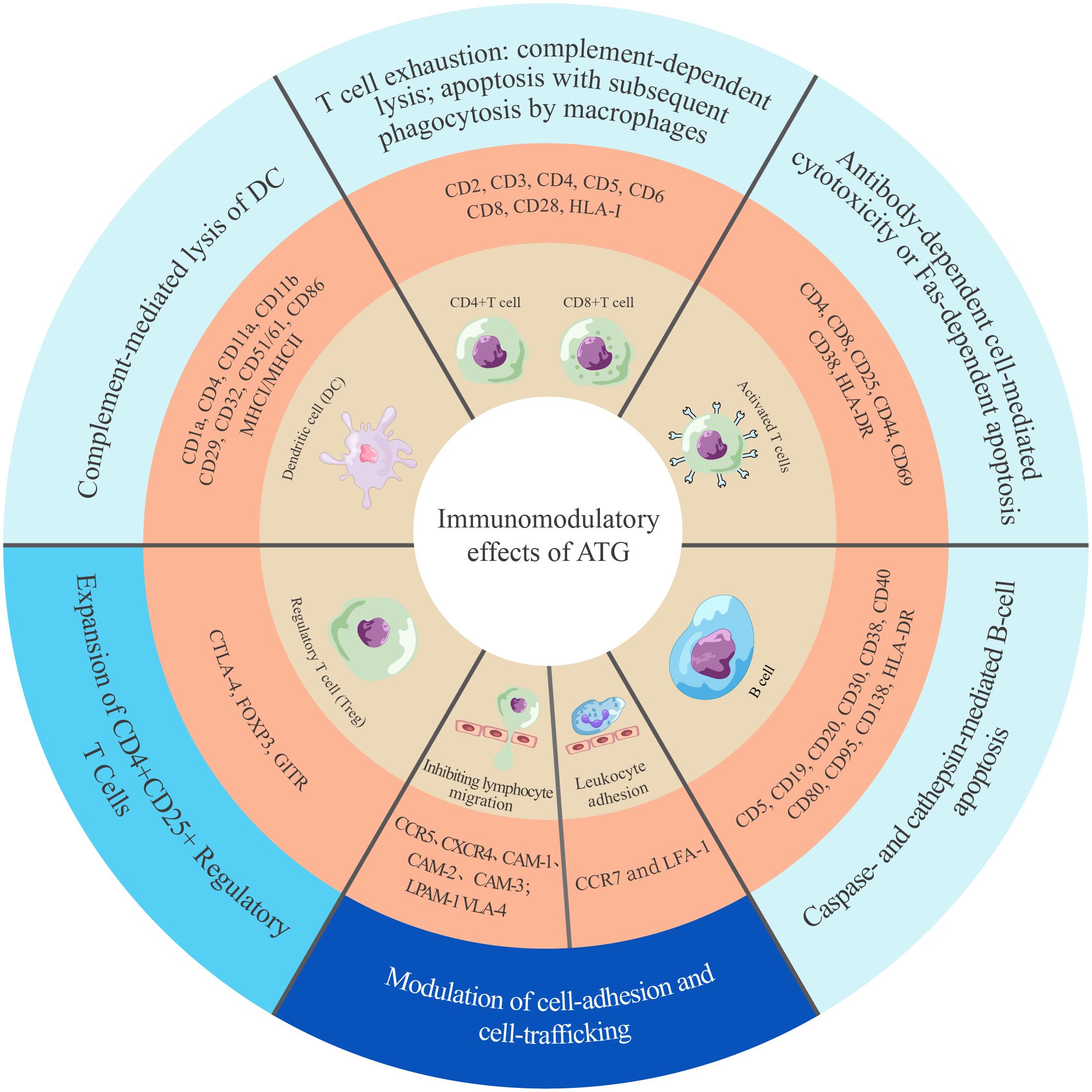 Circular diagram illustrating the immunomodulatory effects of ATG, segmented into sections with different mechanisms: complement-mediated lysis, T cell exhaustion, antibody-dependent cytotoxicity, and more. Includes icons for dendritic cells, T cells, B cells, and relevant protein markers.