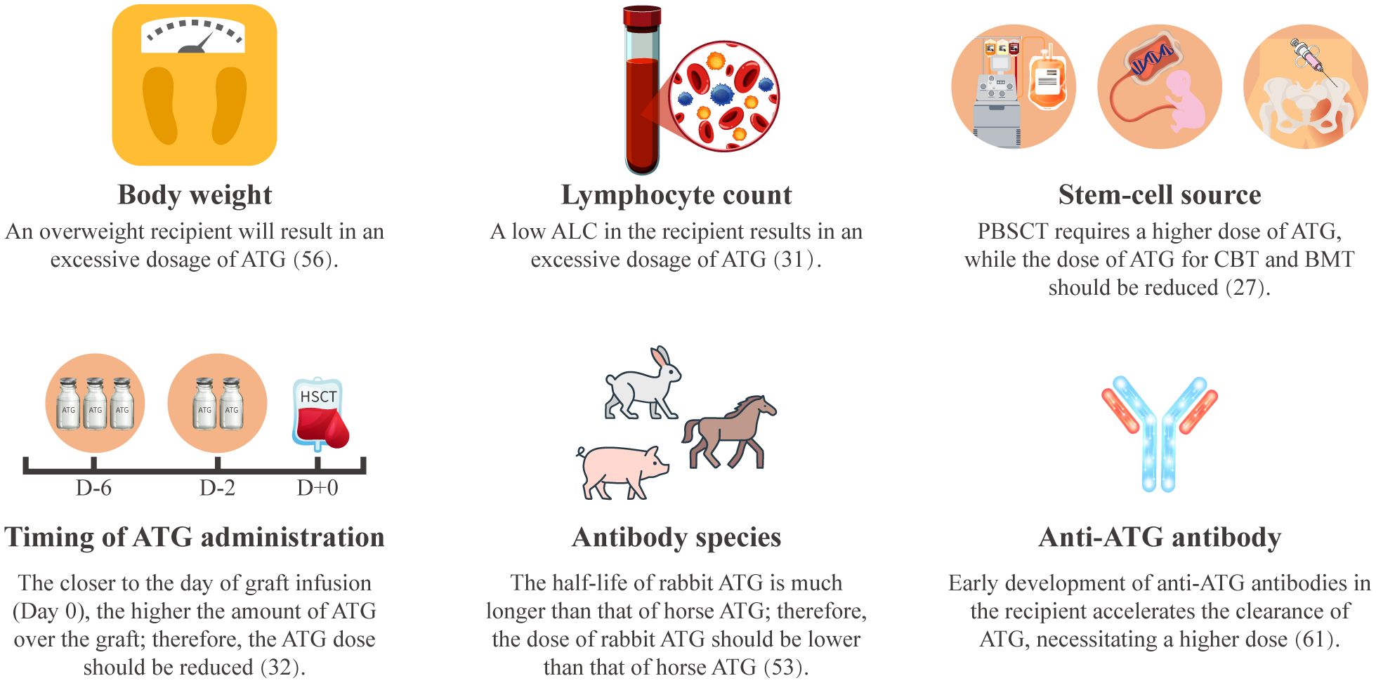 An infographic illustrates factors affecting ATG dosage in recipients. Sections cover body weight, lymphocyte count, stem-cell source, timing of ATG administration, antibody species, and anti-ATG antibodies. Each section has corresponding images: a scale for body weight, blood test tube for lymphocyte count, stem-cell illustrations, timeline for ATG administration, animal icons for species, and an antibody graphic. Descriptions accompany each, explaining how these factors influence ATG dosage adjustments.