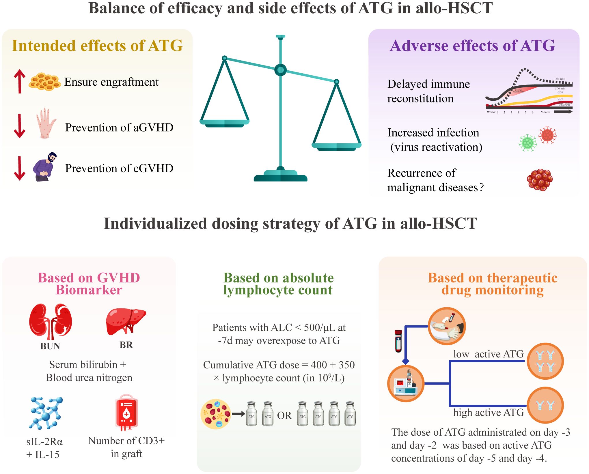 Illustration of balancing efficacy and side effects of ATG in allo-HSCT. A scale symbolizes the balance, with intended effects like engraftment and prevention of aGVHD and cGVHD on one side, and adverse effects like delayed immune reconstitution, increased infection, and malignancy recurrence on the other. Below are three individualized ATG dosing strategies: based on GVHD biomarkers (BUN, BR, sIL-2Rα, IL-15, CD3+), on absolute lymphocyte count, and on therapeutic drug monitoring with emphasis on active ATG levels.
