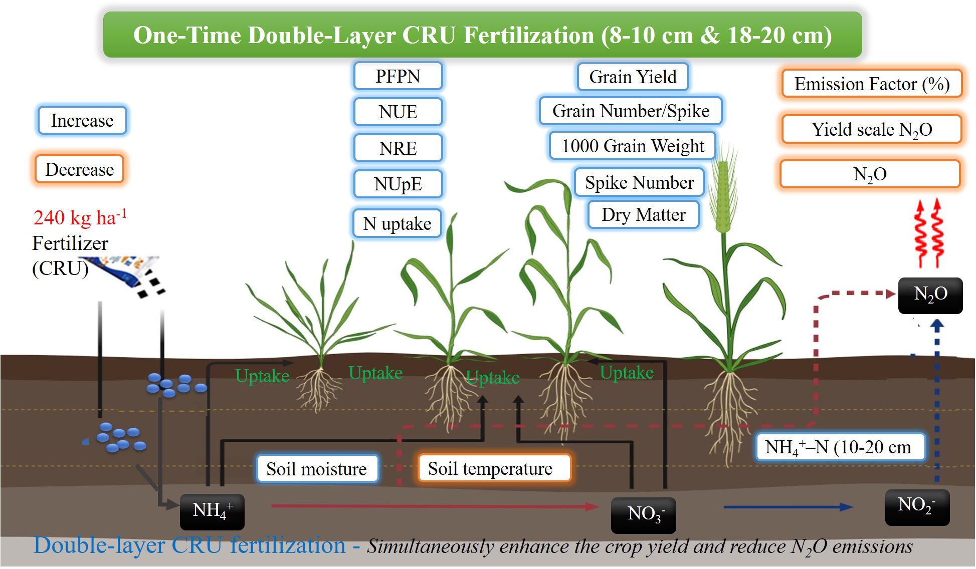 Illustration of one-time double-layer CRU fertilization at 8-10 cm and 18-20 cm depths, with 240 kg per hectare. Displays plant uptake of nutrients, soil moisture and temperature effects, and reductions in N₂O emissions, while increasing grain yield, grains per spike, and nitrogen uptake. Benefits highlighted include improved PFP, NUE, NRE, N uptake, grain yield, grain number, grain weight, and dry matter. Emission factors, yield scale N₂O, N₂O, NH₄⁺, NO₃⁻, and NO₂ reductions are shown.