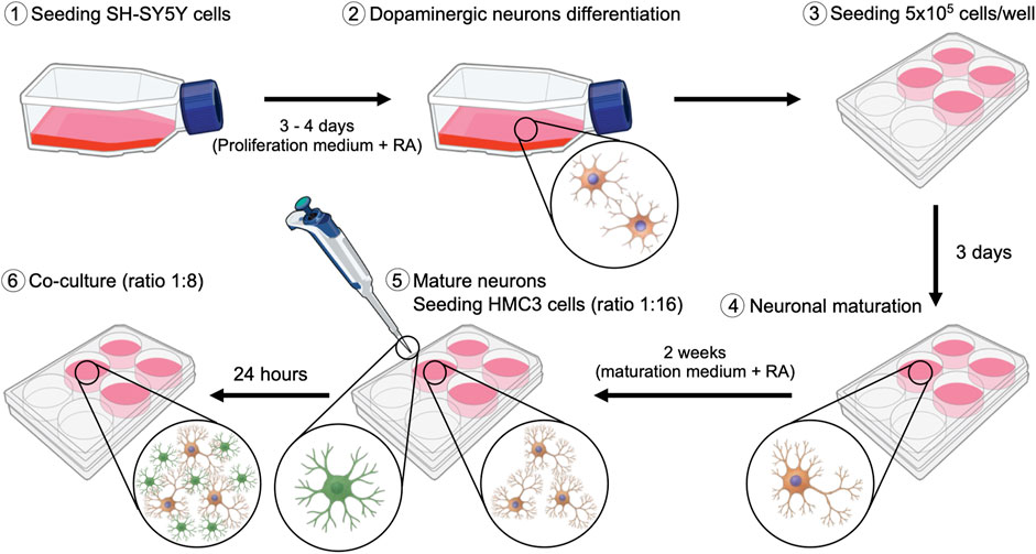 Diagram illustrating a six-step process for neuronal culture. Step 1: Seeding SH-SY5Y cells in a flask. Step 2: Differentiation into dopaminergic neurons using proliferation medium and retinoic acid over three to four days. Step 3: Seeding 500,000 cells per well, cultured for three days. Step 4: Maturation for two weeks with maturation medium and retinoic acid. Step 5: Mature neurons seeding with HMC3 cells at a 1:16 ratio, showing cell structure. Step 6: Co-culture of neurons and HMC3 cells in a dish at a 1:8 ratio, observed after 24 hours.