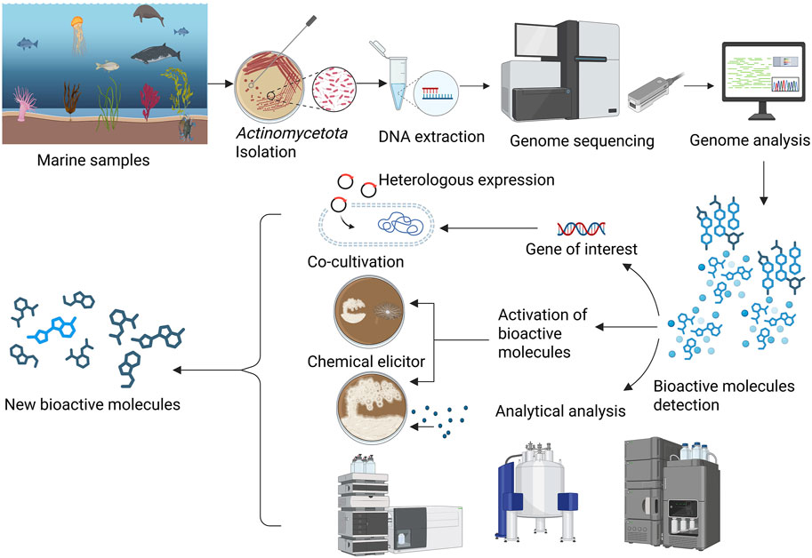 Flowchart depicting the process of discovering new bioactive molecules from marine samples. It includes Actinomycetota isolation, DNA extraction, genome sequencing and analysis, gene expression, and chemical elicitors. Steps lead to activation and detection of bioactive molecules, with final analytical analysis and discovery of new bioactive compounds.