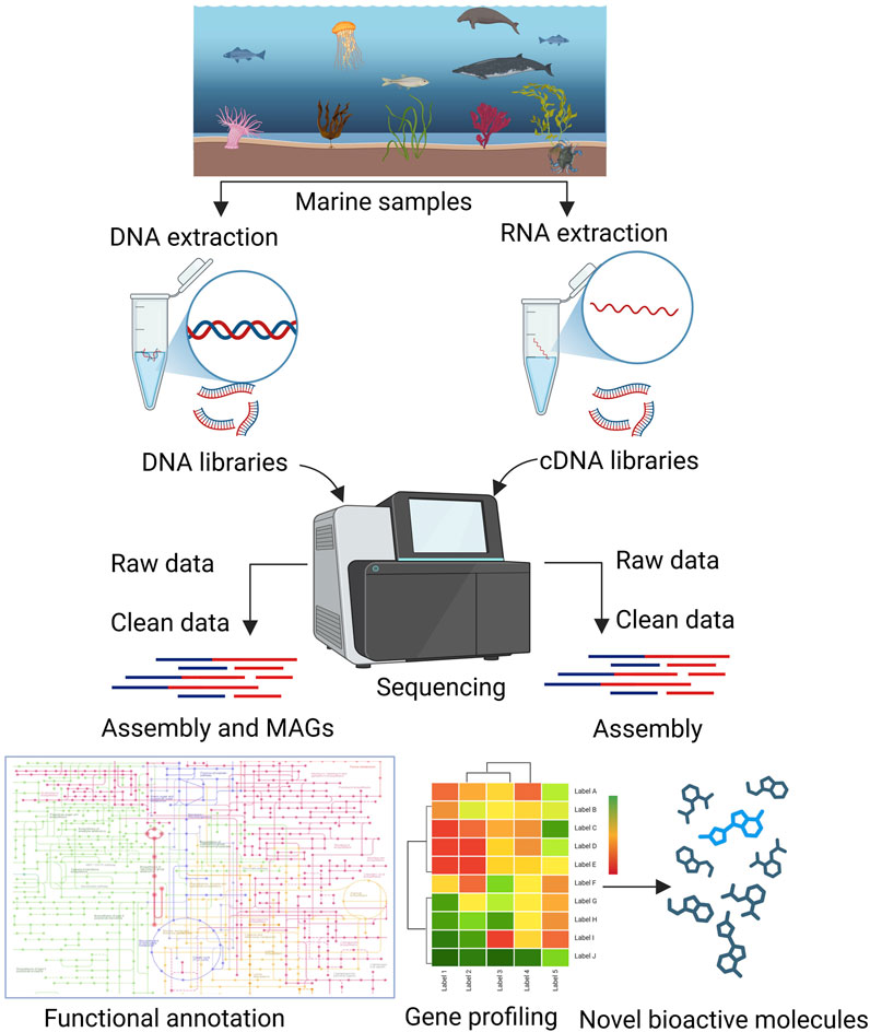 Illustration depicting a process of marine sample analysis. It shows DNA and RNA extraction from marine samples, creating DNA and cDNA libraries for sequencing. Sequencing generates raw and clean data, leading to assembly and MAGs. The bottom section showcases functional annotation with a pathway map, gene profiling with a heat map, and identification of novel bioactive molecules represented by chemical structures.