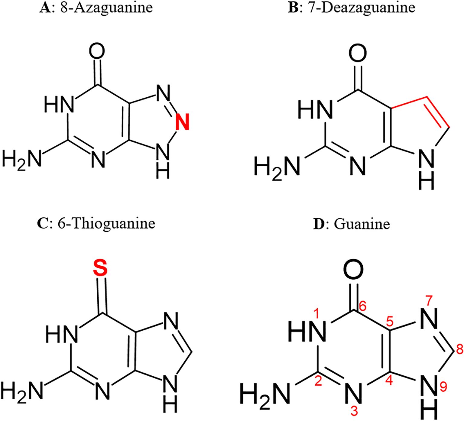 Chemical structures of four compounds: A: 8-Azaguanine, featuring a nitrogen atom at position eight in red. B: 7-Deazaguanine, with a cyclized imidazole ring shown in red. C: 6-Thioguanine, displaying a sulfur atom at position six in red. D: Guanine, with numbered atoms from one to nine.