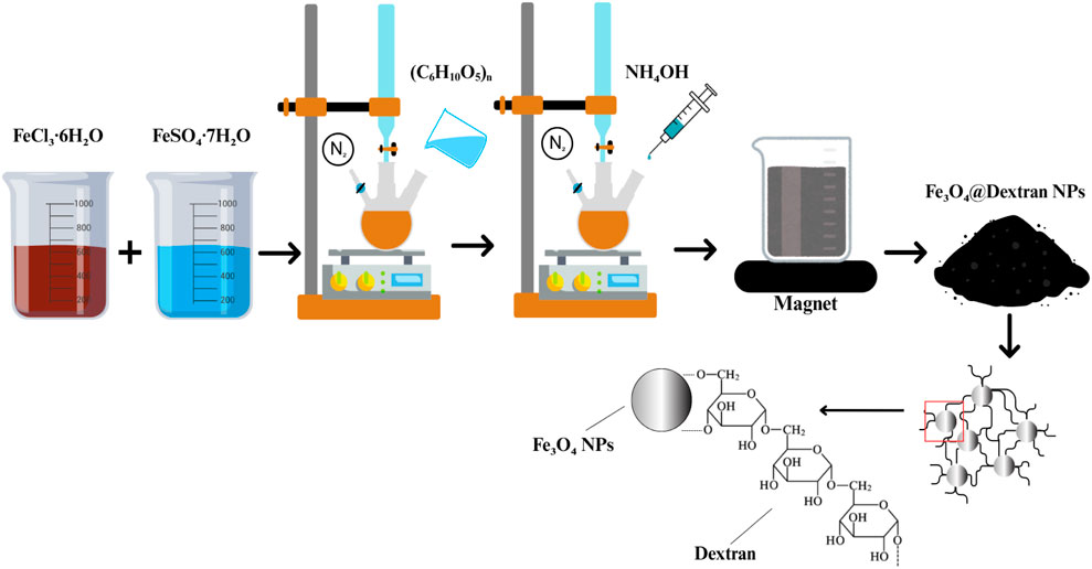 Schematic illustration of synthesizing Fe₃O₄@Dextran nanoparticles. It shows FeCl₃·6H₂O and FeSO₄·7H₂O solutions mixed under nitrogen in a flask. Addition of a dextran solution and NH₄OH forms nanoparticles. A magnet is used, resulting in Fe₃O₄@Dextran nanoparticles. Molecular structures for dextran and nanoparticles are depicted.