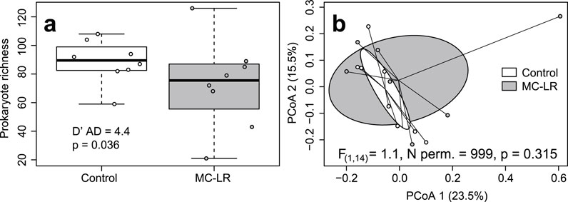 Two-part graphic comparing prokaryote richness in control and MC-LR conditions. Panel (a) shows a box plot with higher richness variance for MC-LR, significant at p=0.036. Panel (b) displays a PCoA plot indicating sample clustering; the ellipses for control and MC-LR overlap and showing no significant difference in multivariate dispersions (p=0.315). Control is in white, MC-LR in gray.