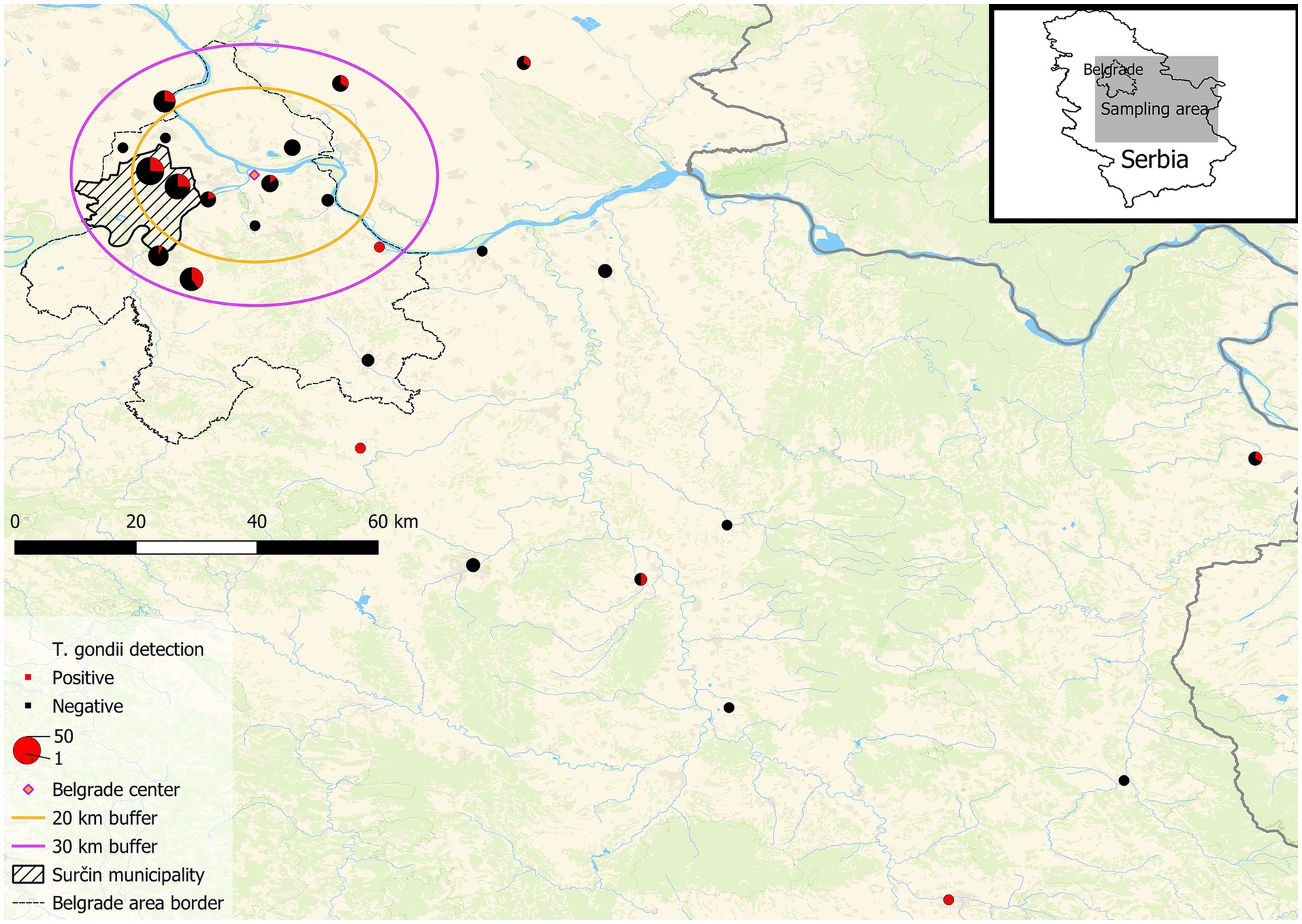 Map of Serbia showing T. gondii detection with positive (red circles) and negative (black circles) sites. Belgrade center is marked with a pink diamond, Surčin municipality is hatched, and 20 km and 30 km buffers around Belgrade are shown in orange and purple circles, respectively. An inset map highlights the sampling area within Serbia. A scale bar shows distances in kilometers.