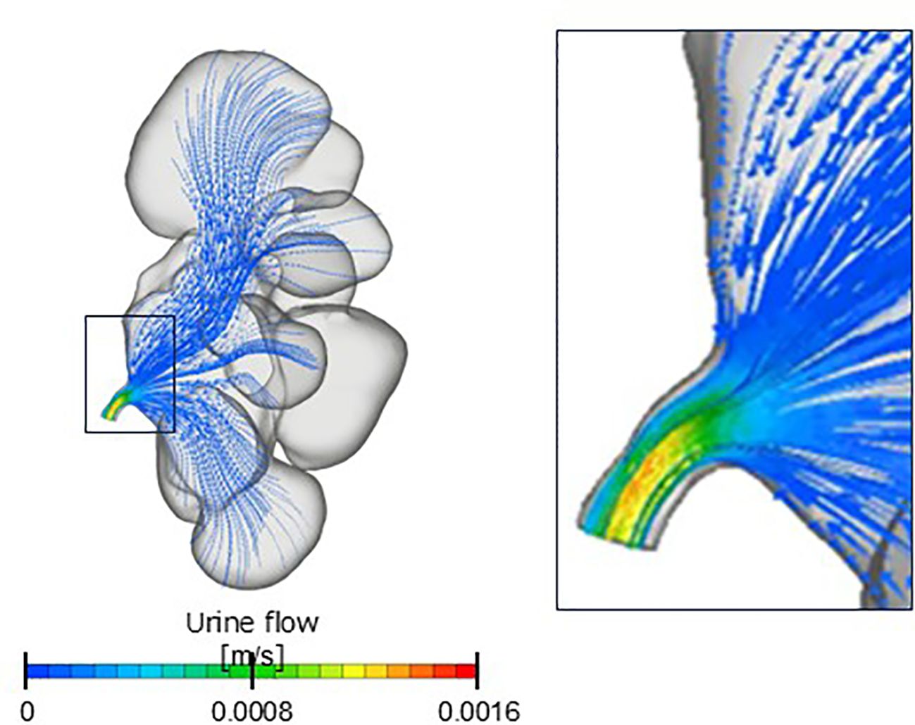 Diagram showing urine flow through a kidney. Left side illustrates flow lines in blue with a color scale indicating flow speed in meters per second, ranging from blue to red. Right side provides a zoomed-in view of the flow dynamics.
