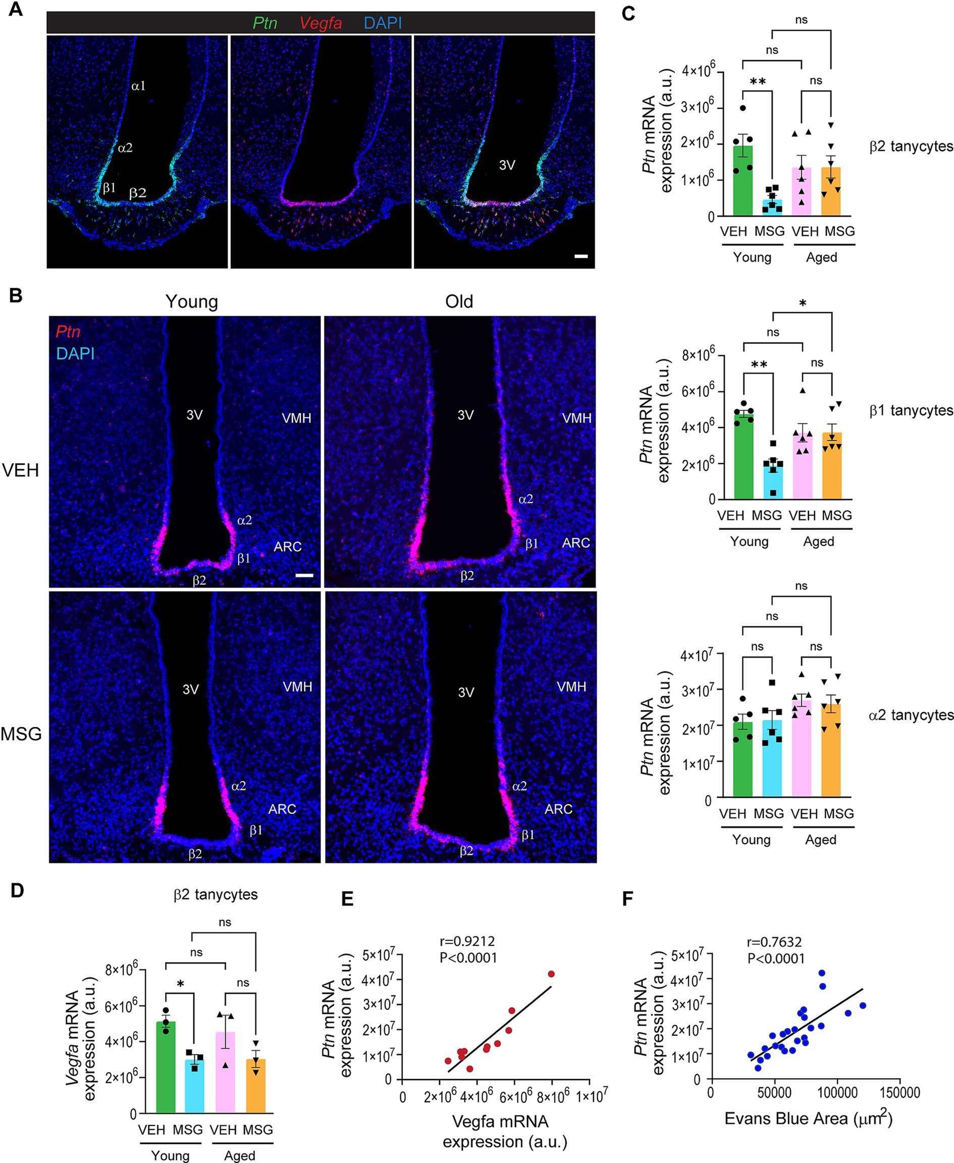 Panel A shows immunofluorescence images of brain sections labeled for Ptn, Vegfa, and DAPI, highlighting β1, β2, α1, and α2 tanycytes near the third ventricle. Panel B compares Ptn expression in brain sections from young and old mice, treated with VEH or MSG, showing Ptn expression in different tanycytes. Panel C presents bar graphs indicating Ptn mRNA expression levels in β2, β1, and α2 tanycytes, with statistical significance marked. Panel D displays Vegfa mRNA expression in β2 tanycytes. Panel E shows a scatter plot correlating Vegfa and Ptn mRNA expressions. Panel F correlates Ptn mRNA expression with Evans Blue Area.