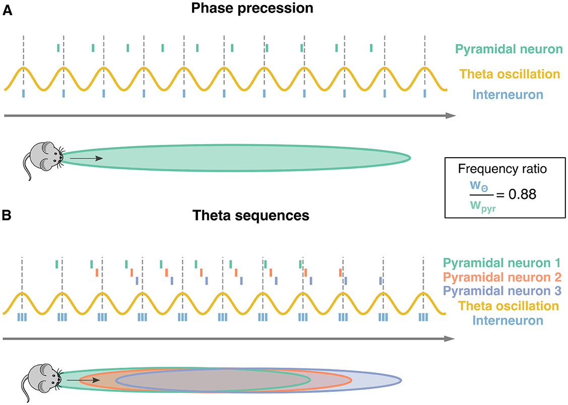Illustration showing neuronal activity in two scenarios: (A) Phase precession, where pyramidal neuron activity overlaps with theta oscillations as a mouse moves forward; (B) Theta sequences, indicating activity of multiple pyramidal neurons in distinct colors as the mouse progresses, with frequency ratio \( w_{\Theta} / w_{pyr} = 0.88 \).