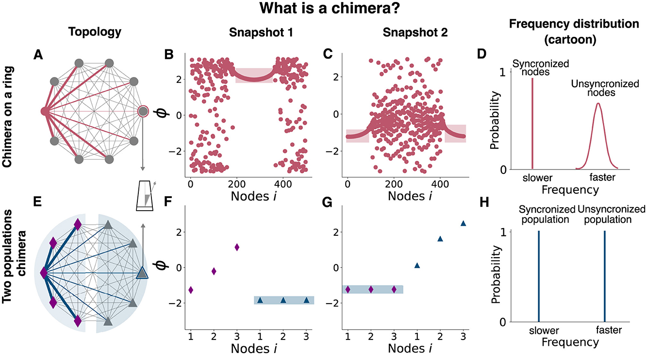 Diagram illustrating chimera states in networks. Left panels (A, E) show network topologies: a ring and two populations. Middle panels (B, C, F, G) present snapshots of node behaviors. Right panels (D, H) display frequency distributions distinguishing synchronized and unsynchronized nodes or populations.