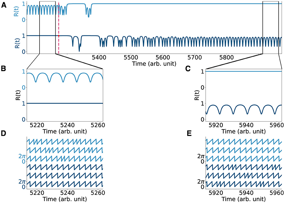 Graph with five panels showing functions over time. Panel A is an overview of function R(t) with fluctuations and two magnified sections. Panel B zooms in on 5220 to 5260 time units, showing detailed oscillations. Panel C highlights 5920 to 5960 time units with similar oscillations. Panels D and E depict phase plots for corresponding time intervals in B and C, oscillator phases.