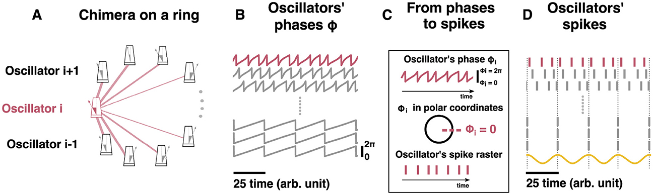 Diagram illustrating a chimera state in a ring of oscillators. Panel A shows a schematic of oscillators in a ring configuration with two highlighted oscillators, 'i' and 'i+1'. Panel B depicts the phases (\(\phi\)) of the oscillators over time, showing their periodic nature. Panel C explains the transition from oscillator phases to spikes, using polar coordinates and a spike raster. Panel D presents the oscillators' spikes over time, highlighting their rhythmic pattern. Each graph or representation uses arbitrary units of time for measurements.