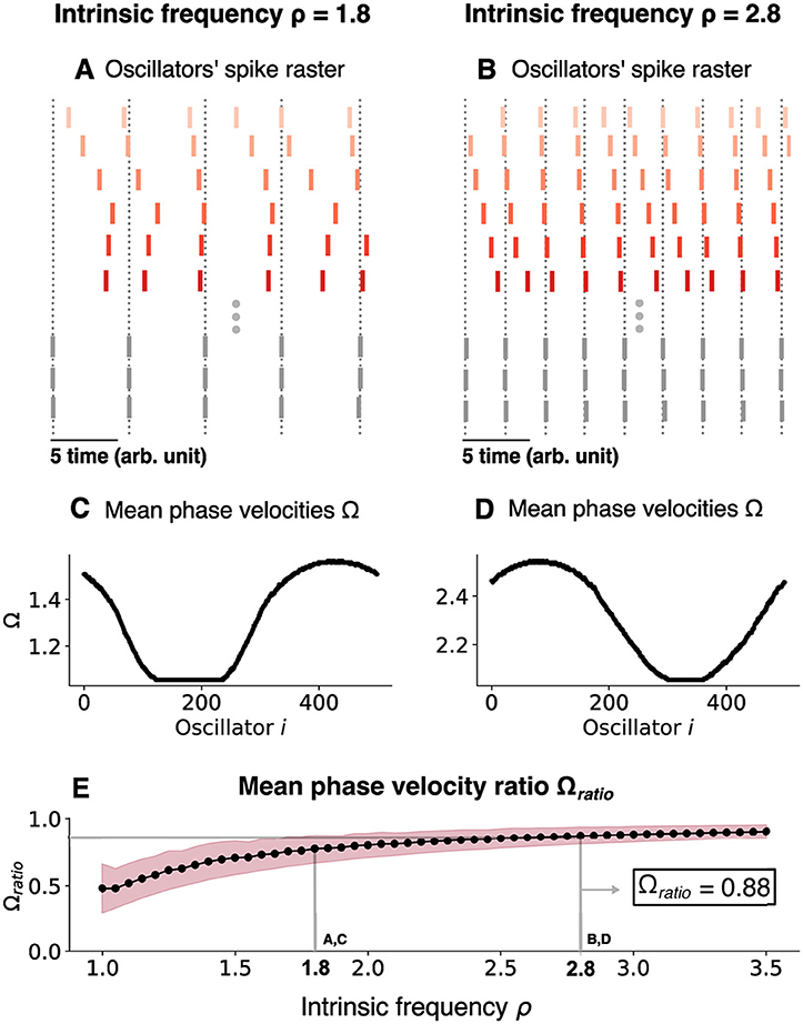 Five-part chart illustrating intrinsic frequency effects on oscillators. Panels A and B show spike rasters for frequencies \rho = 1.8 and \rho = 2.8, respectively, with time on the x-axis. Panels C and D depict mean phase velocities Ω as wavy lines for each oscillator i. Panel E displays a graph of mean phase velocity ratio Ω_ratio against intrinsic frequency \rho, with data points forming a curve shaded in pink, showing a transition at \rho = 1.8 and Ω_ratio = 0.88.