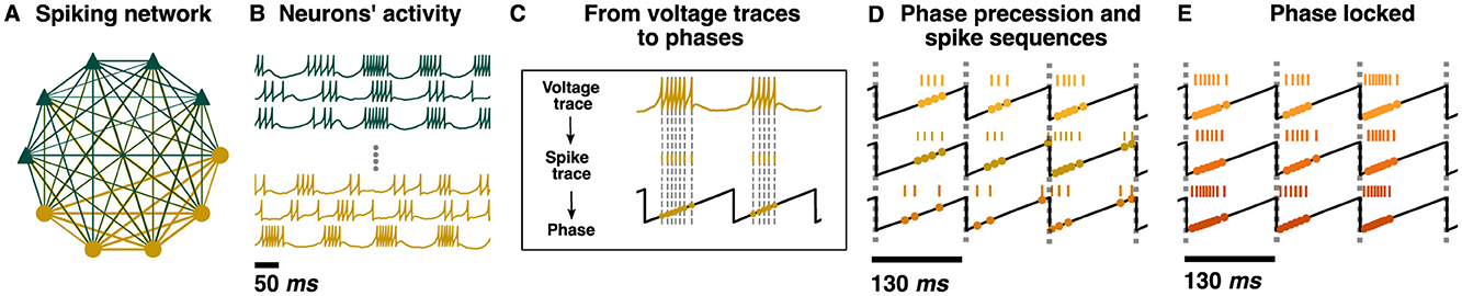 Diagram illustrating neuronal network activity. Panel A shows a spiking network diagram with interconnected nodes. Panel B displays voltage traces of neurons' activity in two colors. Panel C converts voltage and spike traces to phases. Panel D depicts phase precession and spike sequences. Panel E shows phase-locked activity, with each panel labeled accordingly. Time scales are indicated in milliseconds.
