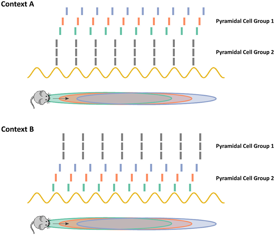 Diagram showing two contexts, A and B, illustrating how pyramidal cell groups one and two interact with stimuli. In Context A, stimuli trigger specific brain patterns, shown with colored bars and lines, above a mouse navigating an oval path. In Context B, different stimuli patterns are depicted. Yellow sine waves represent baseline activity.