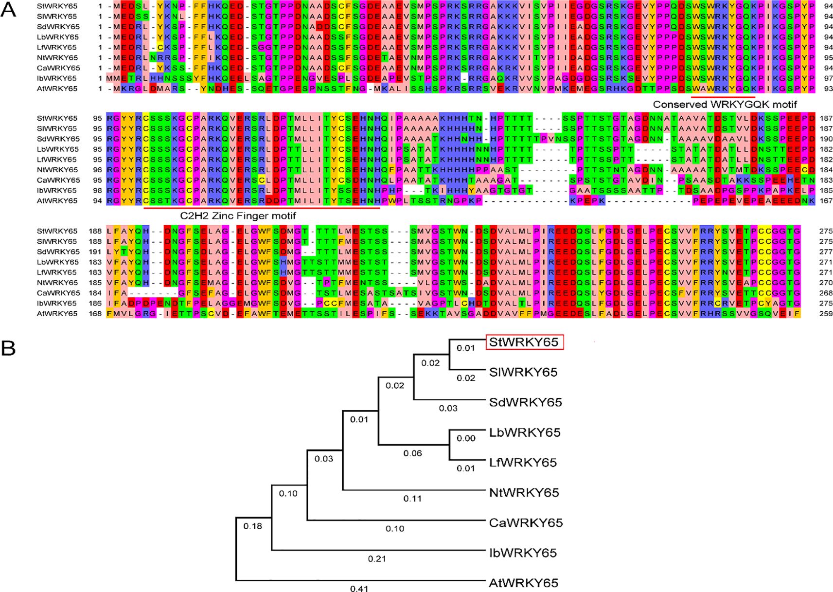 Panel A shows a colorful multiple sequence alignment of WRKY65 proteins, highlighting conserved motifs, including the WRKYGQK and C2H2 Zinc Finger motifs. Panel B displays a phylogenetic tree of WRKY65 proteins from various species, illustrating evolutionary relationships with branch lengths indicating genetic distances.