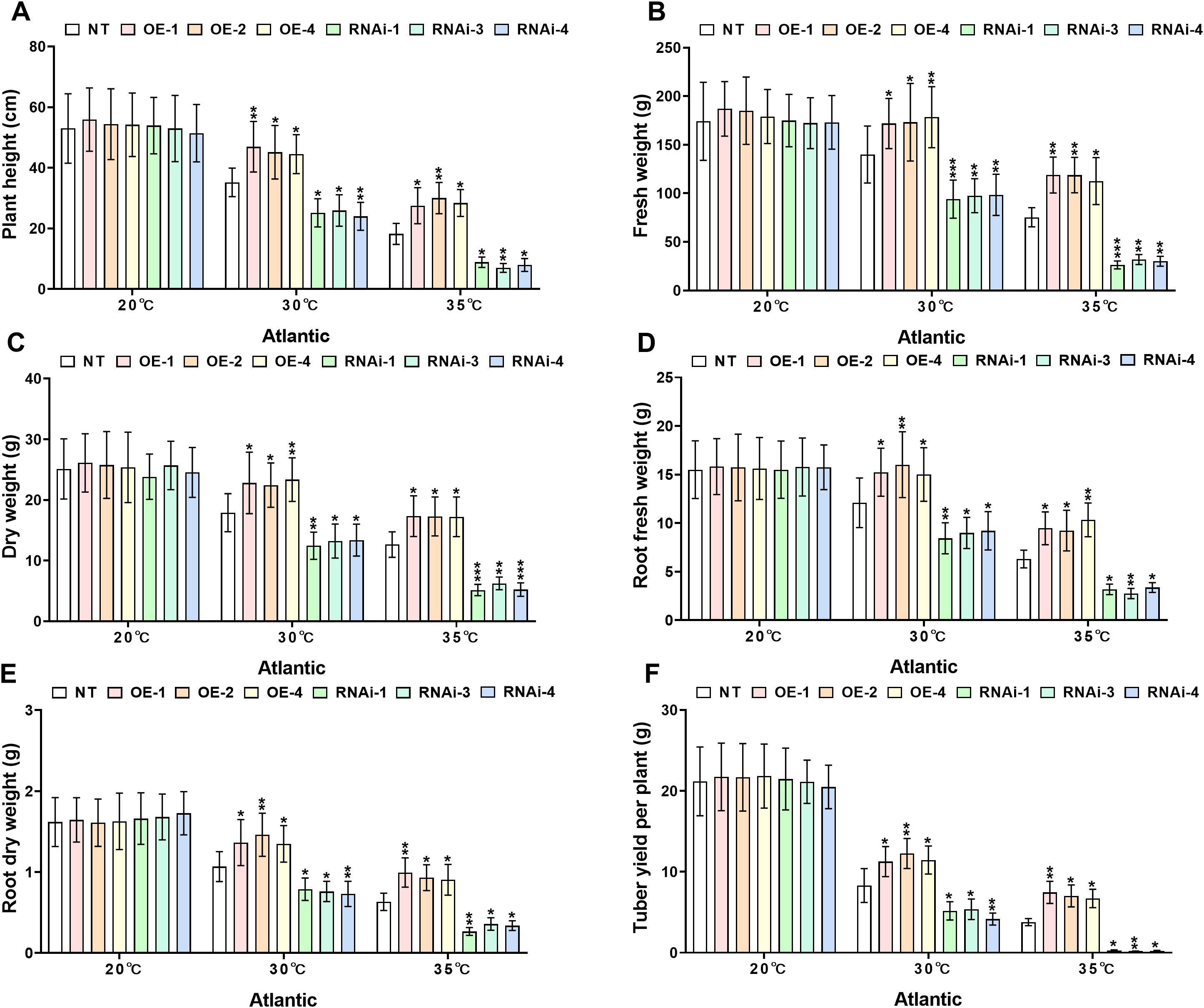 Bar charts labeled A to F showing various plant growth metrics under different conditions. Each chart represents data for non-transgenic (NT) and several genetically modified plants (OE-1, OE-2, OE-4, RNAi-1, RNAi-3, RNAi-4) at temperatures 20°C, 30°C, and 35°C for the Atlantic variety. Metrics include plant height, fresh weight, dry weight, root fresh weight, root dry weight, and tuber yield per plant. Error bars and significant differences are indicated with asterisks.