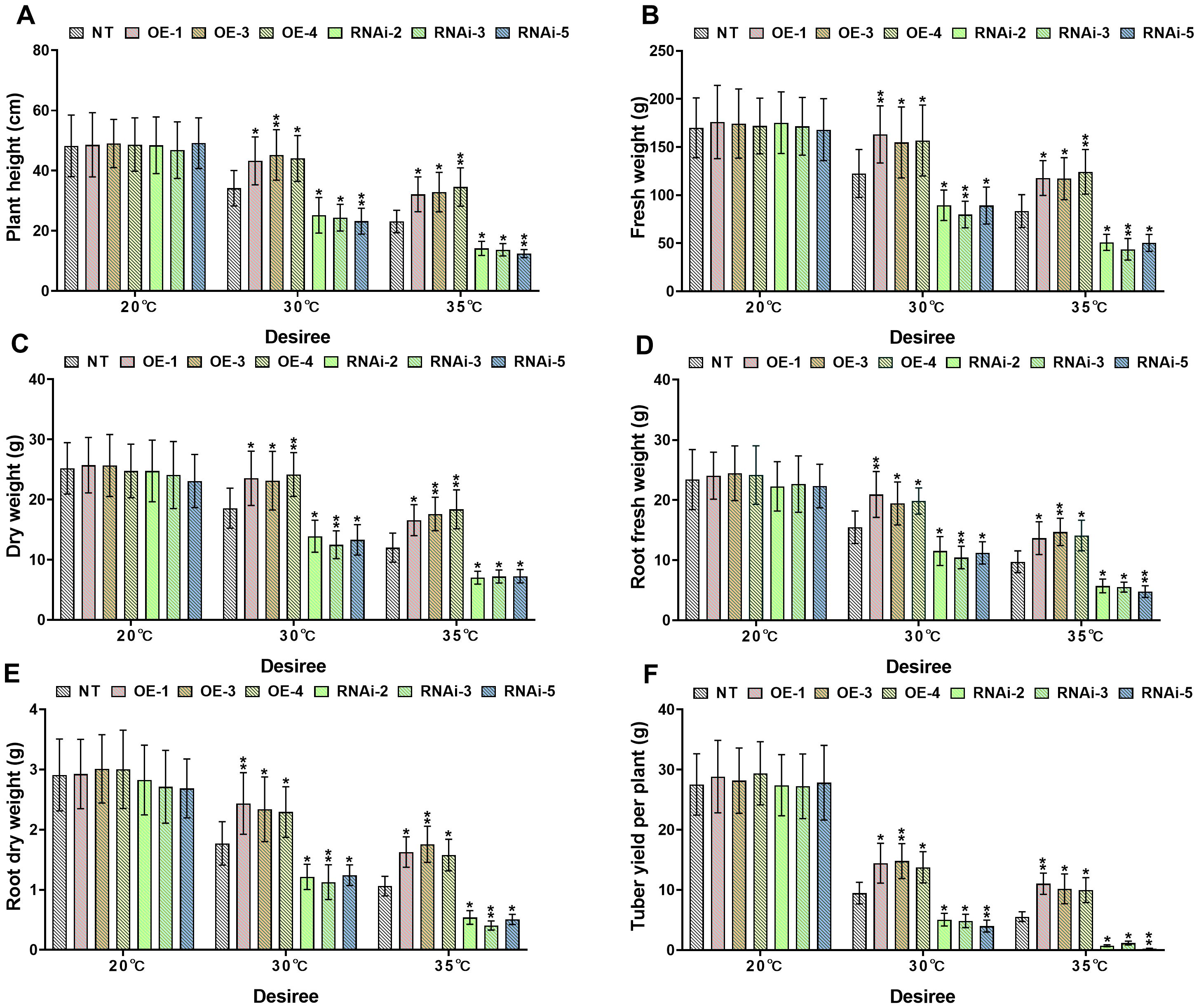 Bar charts labeled A to F compare plant growth characteristics of different treatments (NT, OE-1, OE-3, OE-4, RNAi-2, RNAi-3, RNAi-5) across temperatures (20°C, 30°C, 35°C). A shows plant height in cm, B shows fresh weight in g, C shows dry weight in g, D shows root fresh weight in g, E shows root+dry weight in g, and F shows tuber yield in g. Each chart illustrates variations among the treatments under different temperatures, with OE-3 and RNAi variants showing significant differences particularly at higher temperatures. Error bars represent standard deviations.