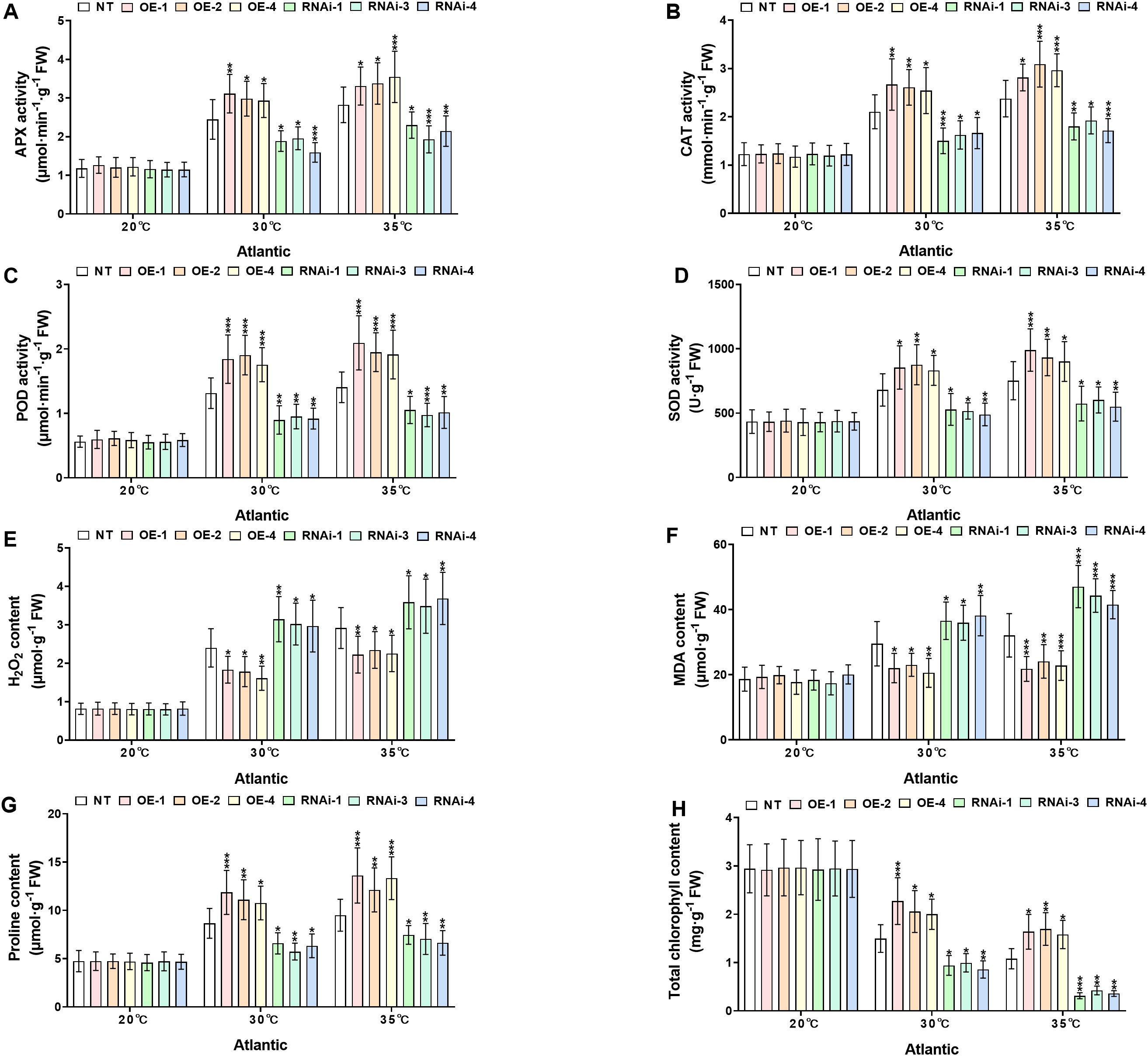 Eight bar graphs labeled A to H show various biochemical activities and contents in response to different temperatures (20°C, 30°C, 35°C) in a plant species labeled as Atlantic. Each graph compares seven treatments: NT, OE-1, OE-2, OE-4, RNAi-1, RNAi-3, RNAi-4. Graph A shows APX activity, B shows CAT activity, C shows POD activity, D shows SOD activity, E shows H₂O₂ content, F shows MDA content, G shows proline content, and H shows total chlorophyll content. Error bars indicate variability, with significant differences marked by asterisks.