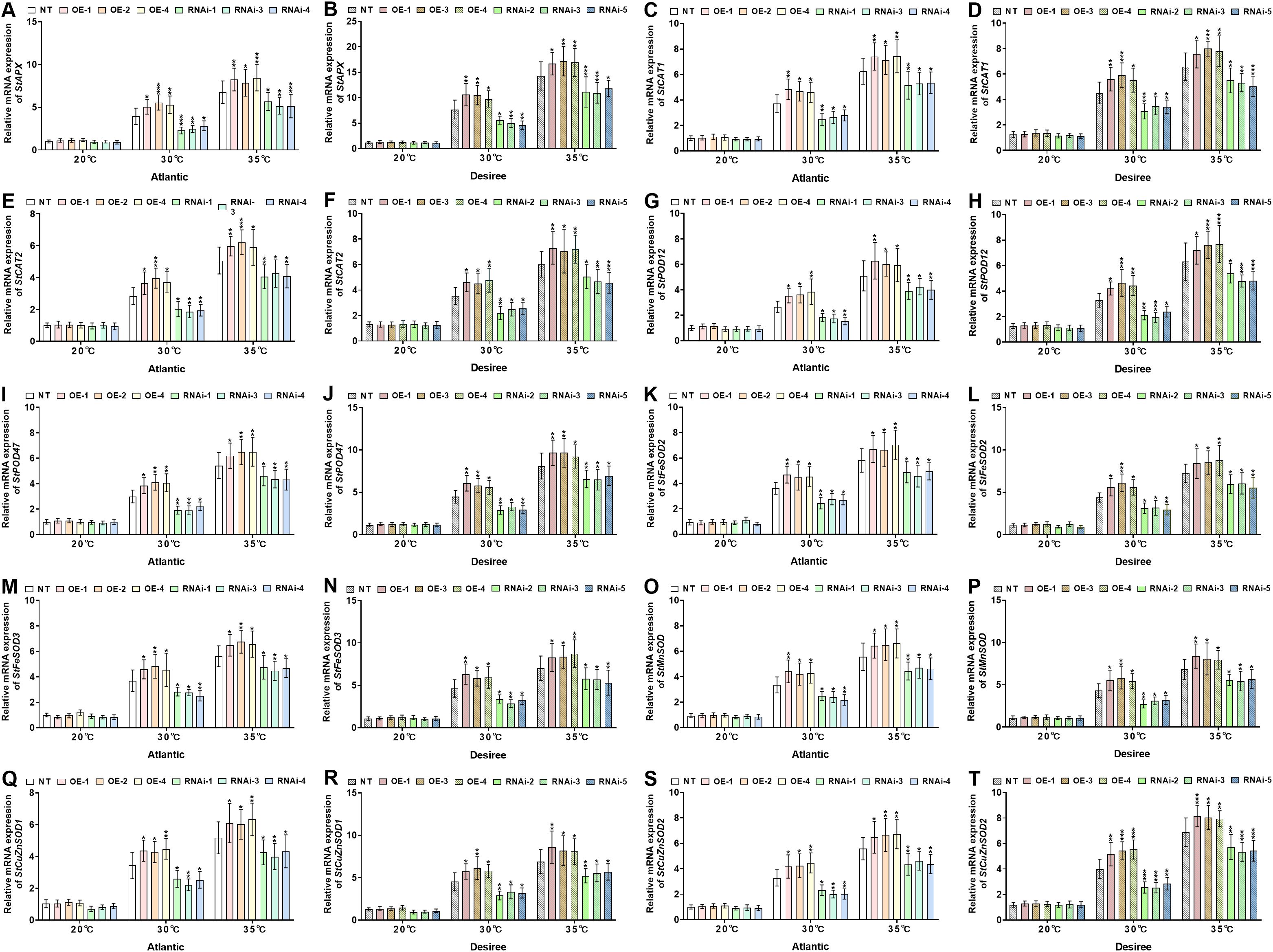 Chart panels A through T show relative mRNA expression levels for different cultivars, Atlantic and Desiree, at temperatures 20°C, 30°C, and 35°C. Each panel depicts various treatments: NT, OE1 to OE4, and RNAi1 to RNAi5. Bar graphs display expression changes under different conditions, with statistical significance indicated by asterisks.