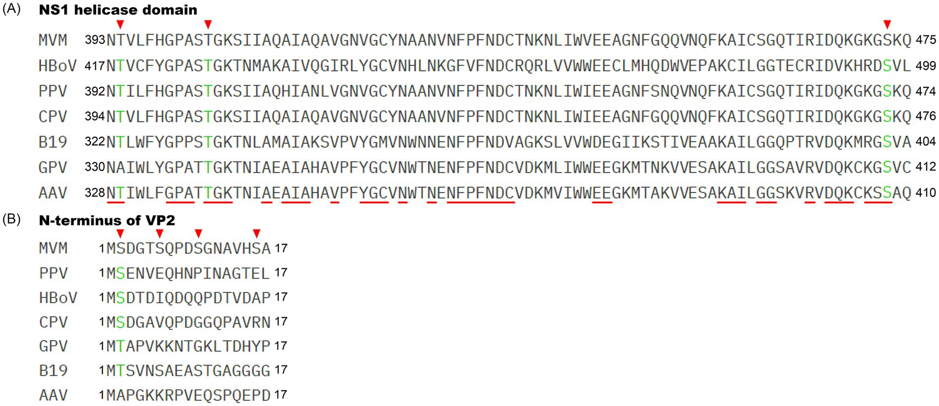 Sequence alignment for (A) NS1 helicase domain and (B) N-terminus of VP2 across different viruses. Red triangles indicate conserved residues. Specific residues are highlighted in green, and some are underlined in red.