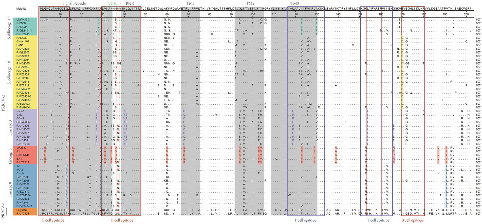 A sequence alignment chart showing various sublineages of PRRSV-2 and PRRSV-1. It includes regions labeled as signal peptide, NGSs, PNE, TM1, TM2, TM3, and various epitopes. Columns feature amino acids, with specific mutations and segments highlighted in different colors for each lineage and sublineage. Each row represents a sequence from different isolates, with notations for differences and conserved regions.