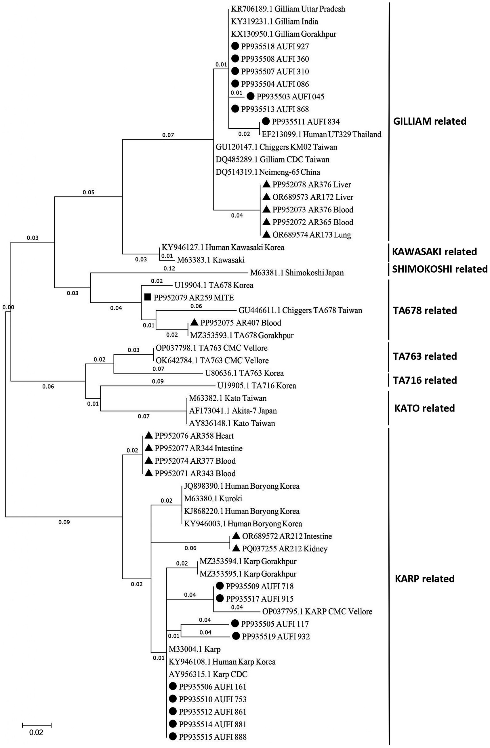 Phylogenetic tree diagram showing relationships among various bacterial strains. Strains are grouped by relation: GILLIAM, KAWASAKI, SHIMOKOSHI, TA678, TA763, TA716, KATO, and KARP. Each node represents a different strain with triangular or circular markers indicating different sample sources or conditions. Branches show genetic distances.
