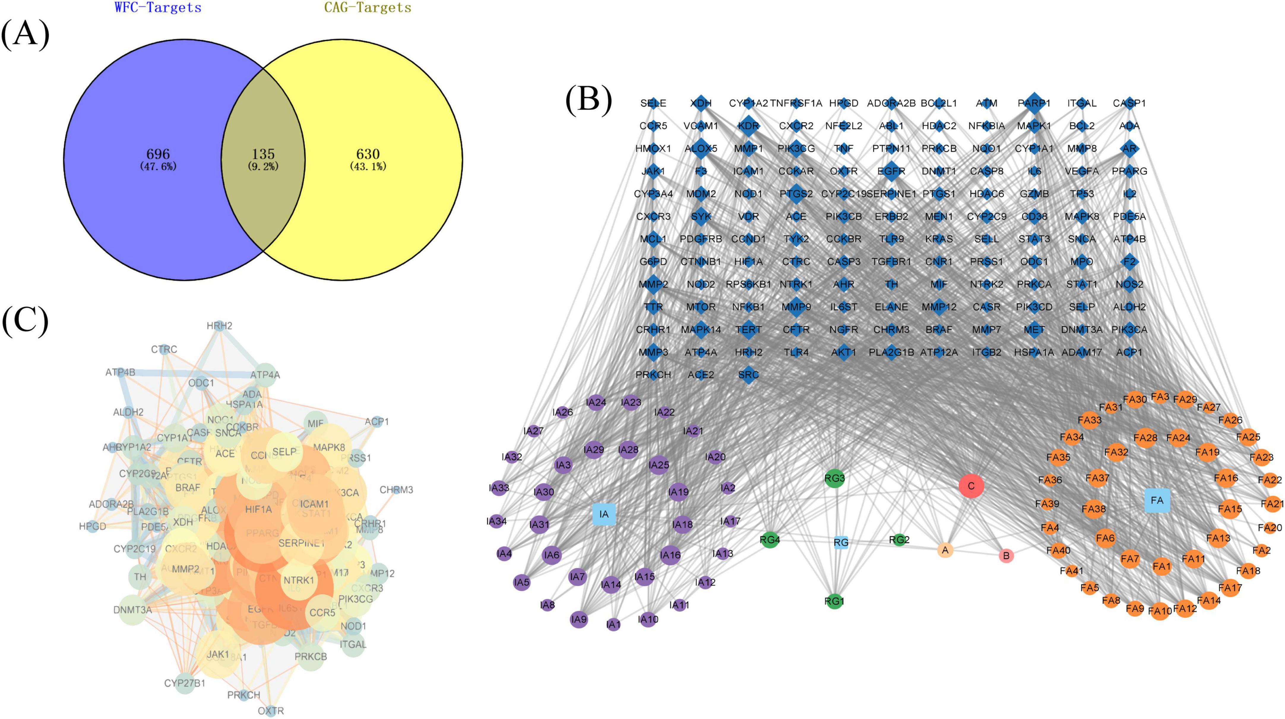 (A) Venn diagram showing WFC-Targets (blue) with 696 items, CAG-Targets (yellow) with 630 items, and 135 overlapping items (gray area). (B) Network representation with nodes and connections indicating relationships among components labeled IA, RG, G, C, A, B, and FA. (C) Network diagram highlighting interactions among various elements such as CCL, NTRK1, and MMP1 with varying intensity represented by color and size differences.