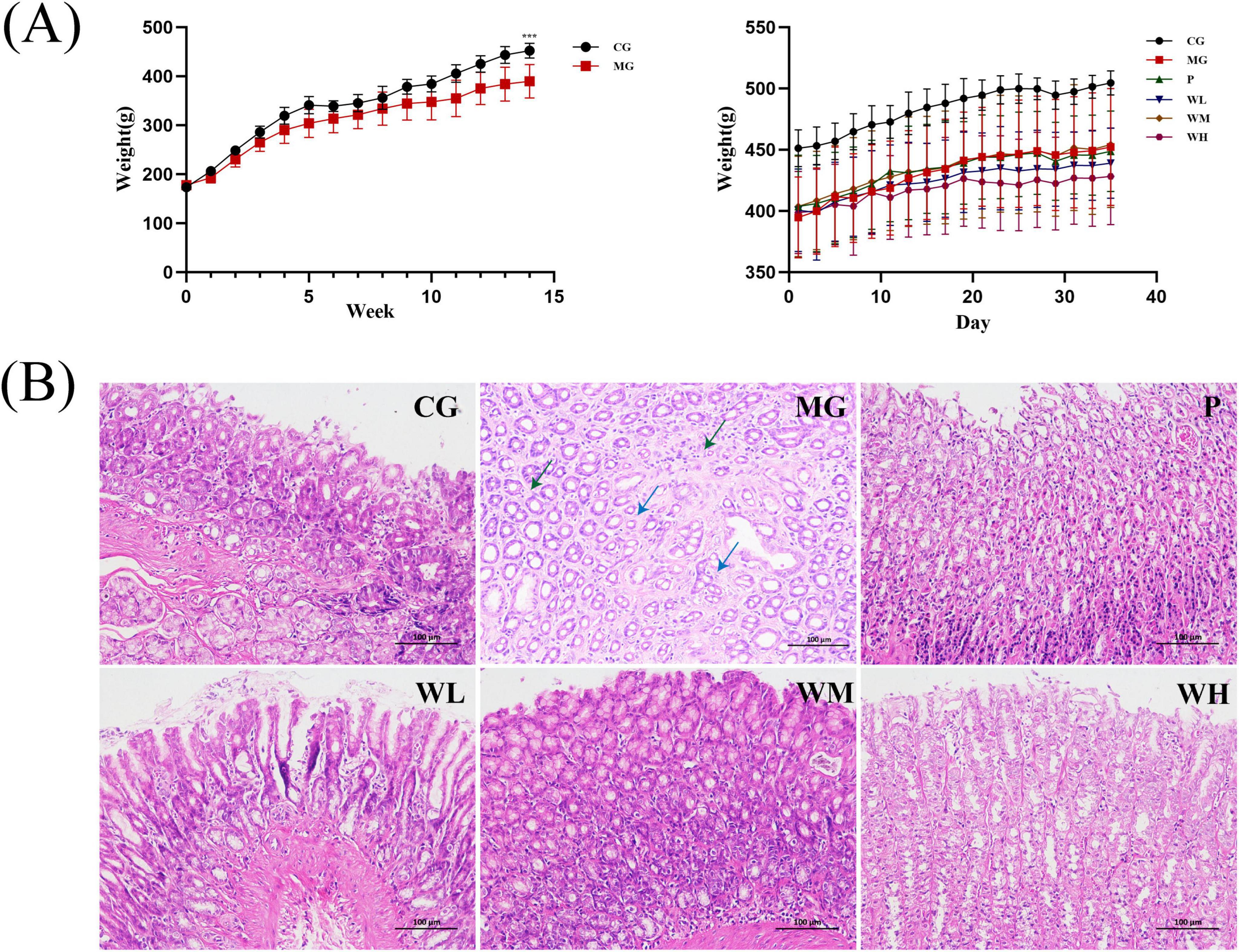 (A) Two line charts show weight comparisons. The left chart displays weight gain over 15 weeks between CG (black) and MG (red). The right chart shows weight changes for multiple groups over 40 days. (B) Six microscopic images of tissue samples labeled CG, MG, P, WL, WM, and WH show varying cellular structures with different magnifications indicated by scale bars.