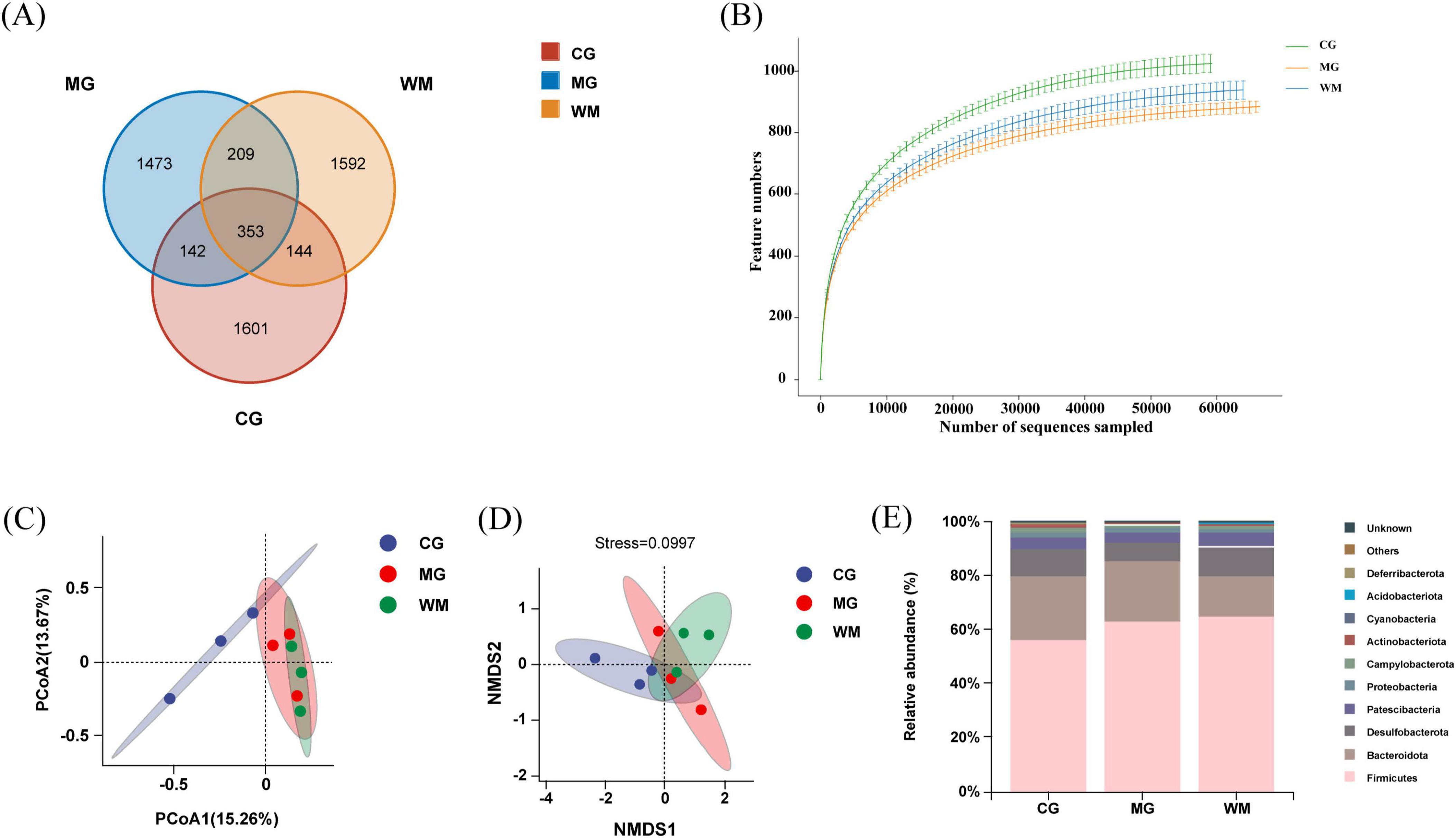 (A) Venn diagram shows overlapping features among CG, MG, and WM groups. (B) Rarefaction curves indicate feature numbers vs. sequences sampled for each group. (C) PCoA plot illustrates beta-diversity differences among groups. (D) NMDS plot with stress value shows sample dissimilarities. (E) Bar chart displays relative abundance of different bacterial phyla across CG, MG, and WM groups.