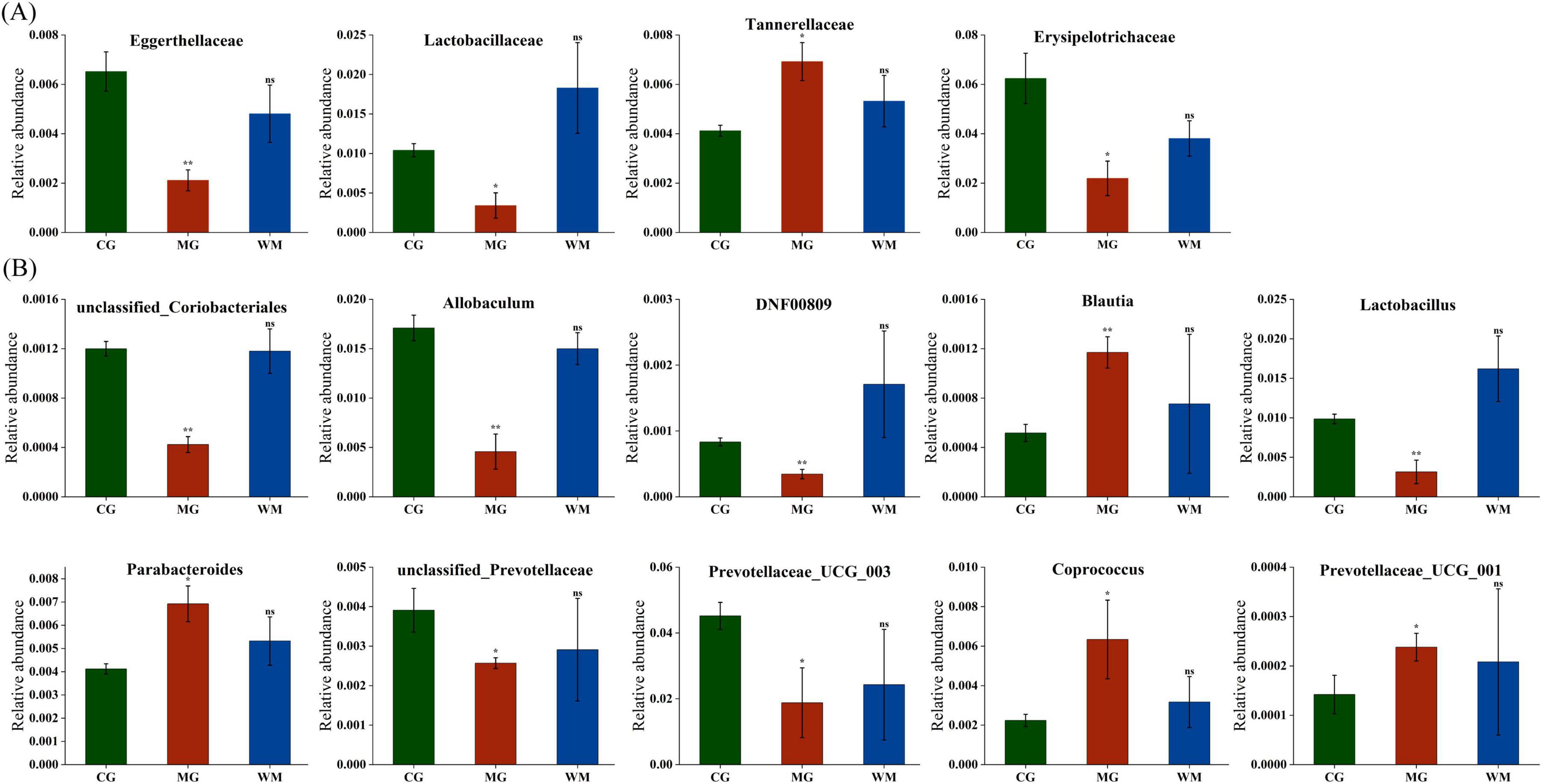 Bar charts titled (A) and (B) display the relative abundance of various bacterial families and genera in different groups: CG, MG, and WM. Chart (A) includes Eggerthellaceae, Lactobacillaceae, Tannerellaceae, and Erysipelotrichaceae. Chart (B) includes unclassified Coriobacteriales, Allobaculum, DNF00809, Blautia, Lactobacillus, Parabacteroides, unclassified Prevotellaceae, Prevotellaceae_UCG_003, Coprococcus, and Prevotellaceae_UCG_001. Each chart shows statistical significance with asterisks.