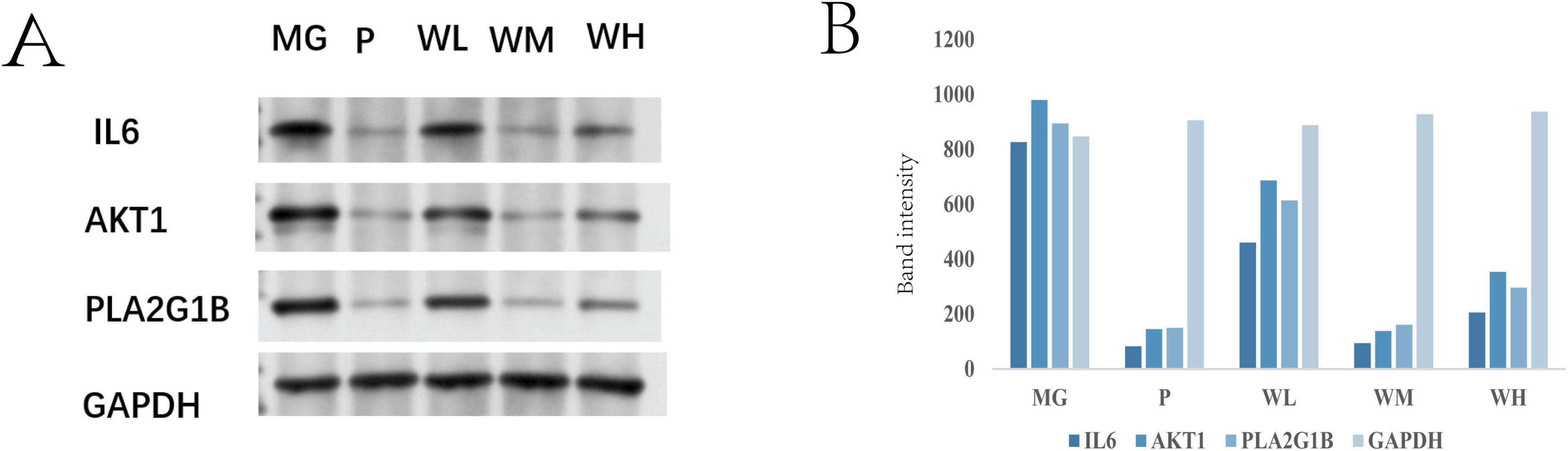 A Western blot analysis and bar graph comparison. Panel A shows Western blot results for IL6, AKT1, PLA2G1B, and GAPDH across five conditions: MG, P, WL, WM, and WH, with varying band intensities. Panel B presents a bar graph displaying the corresponding band intensities for each protein under the same conditions, illustrating the relative expression levels.