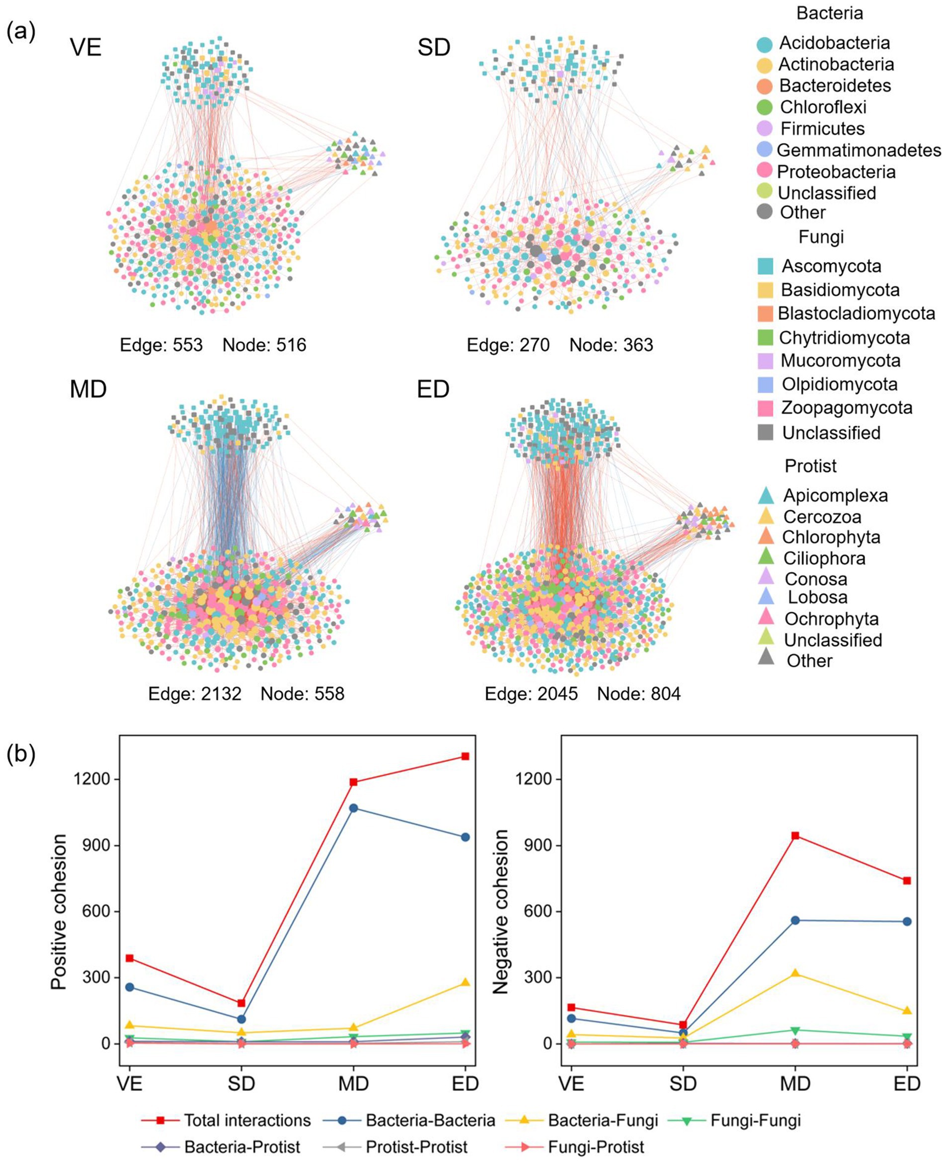 Diagram showing microbial interaction networks and cohesion analysis. (a) Displays networks for VE, SD, MD, and ED with nodes representing bacteria, fungi, and protist groups, and edges indicating interactions. VE: 553 edges, 516 nodes; SD: 270 edges, 363 nodes; MD: 2132 edges, 558 nodes; ED: 2045 edges, 804 nodes. Legend distinguishes various microbial taxa. (b) Line graphs illustrate positive and negative cohesion for interactions between different microbial groups across VE, SD, MD, and ED. Total interactions and specific group interactions vary, noticeable peaks in cohesion across conditions.