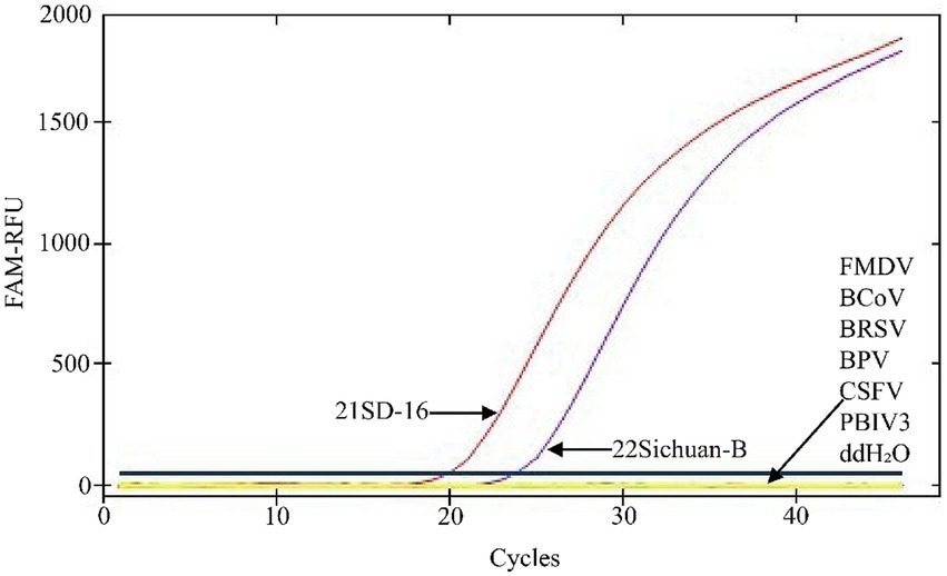 Line graph showing FAM-RFU fluorescence against cycle numbers to indicate PCR amplification. Two curves, labeled 21SD-16 and 22Sichuan-B, show significant increases above cycle 20. Several viral samples, including FMDV, BCoV, BRSV, BPV, CSFV, PBIV3, and ddH2O, remain flat near zero, indicating no amplification.