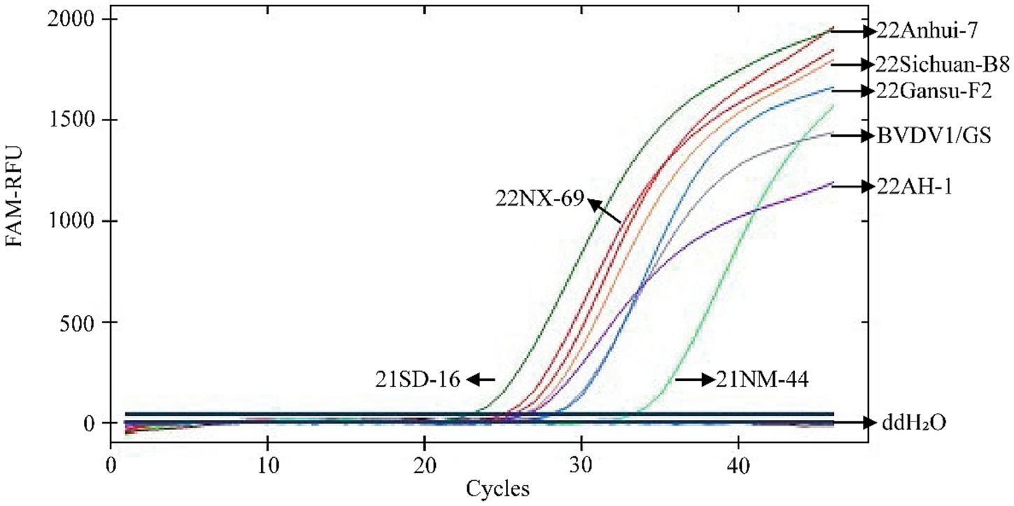 A line graph showing fluorescence intensity (FAM-RFU) over cycle numbers for different samples, including 22Anhui-7, 22Sichuan-B8, and BVDV1/GS. Some lines show increased intensity as cycles increase, while others remain low, indicating amplification differences among samples.