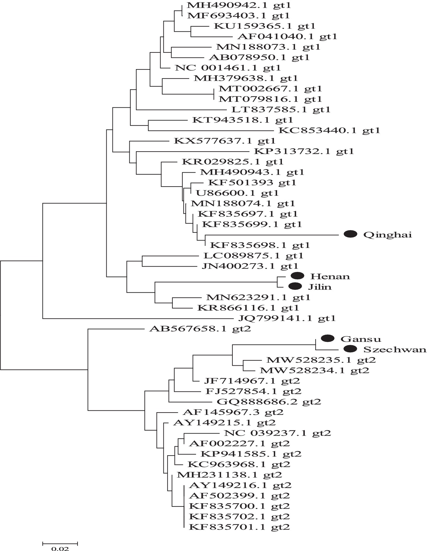 Phylogenetic tree depicting genetic relationships of various sequences labeled with accession numbers and types (gt1, gt2), showing clustering patterns. Some branches are highlighted with geographical annotations such as Qinghai, Henan, Jilin, Gansu, and Szechwan, marked with black dots, indicating location-specific strains.