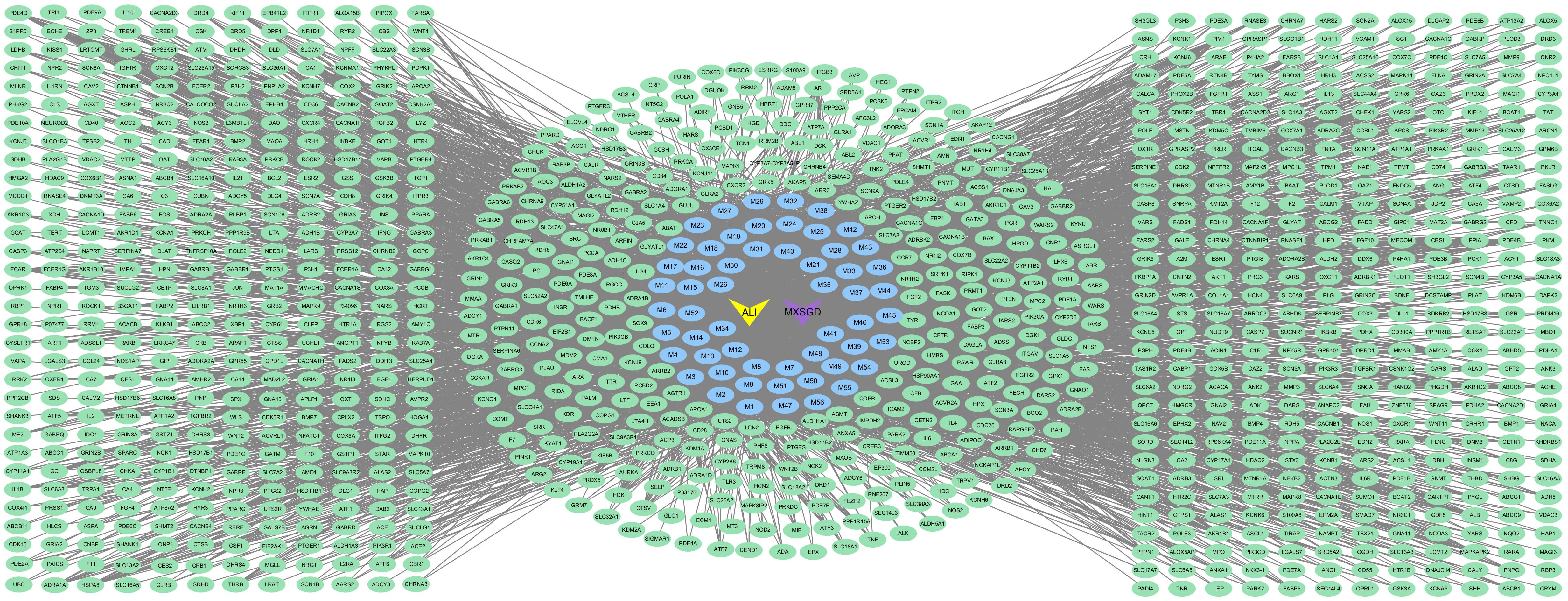 This network diagram displays the compound-target (C-T) interactions of MXSGD. The central nodes are labeled “ALI” and “MXSGD” and are surrounded by peripheral nodes marked with alphanumeric identifiers. Node colors represent different categories: purple denotes MXSGD-related entities, green indicates potential target molecules, and blue corresponds to the 56 blood-absorbed constituents of MXSGD. In such networks, a node with a higher degree (i.e., connected to more nodes) is considered to play a more significant regulatory role.