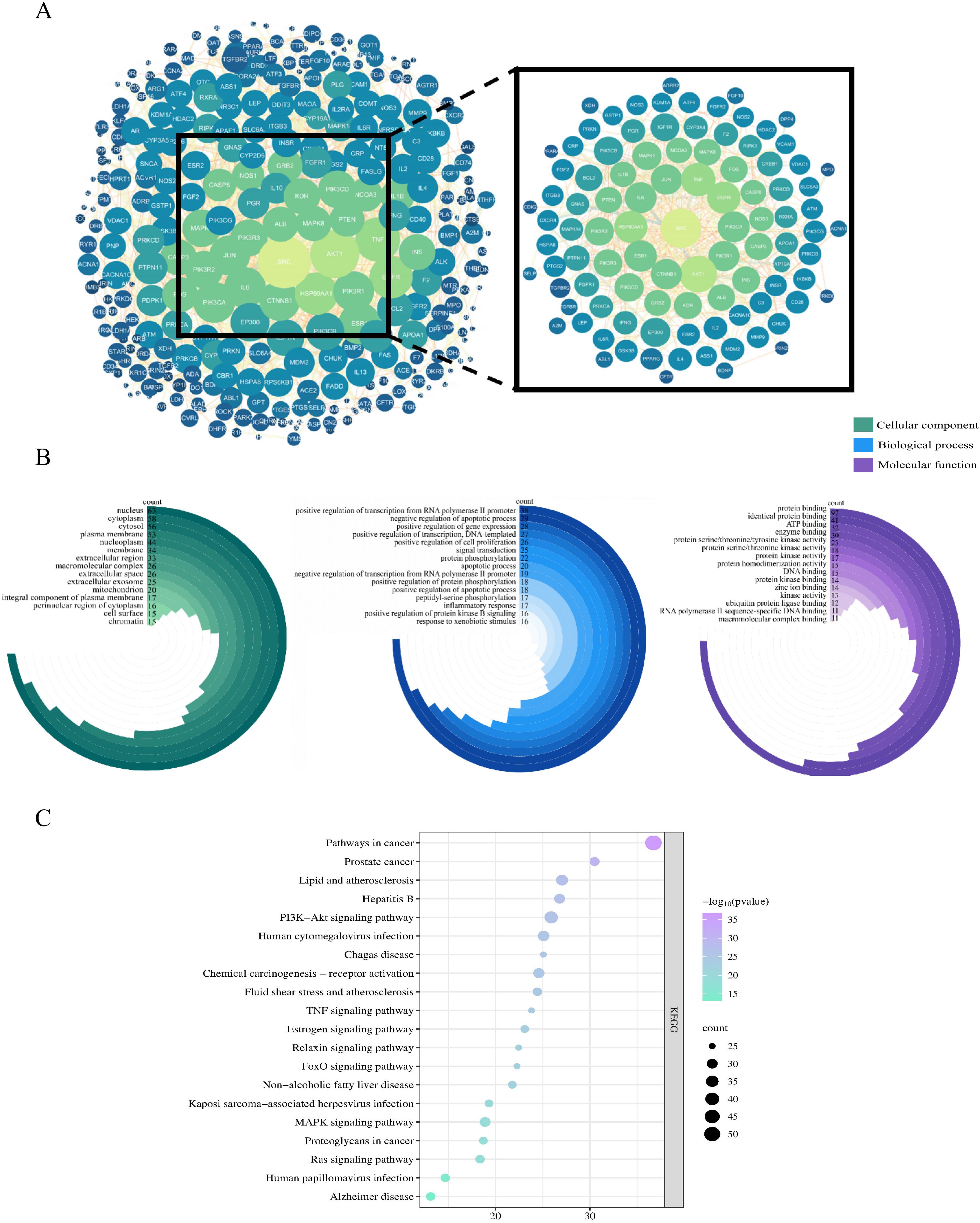 Three panels present PPI and enrichment analysis of key targets for MXSGD treating ALI. Panel A shows a network diagram in which circles represent protein nodes participating in interactions, and lines indicate interactions between targets. Larger circles indicate higher degree values, and thicker lines represent higher binding scores. Panel B displays three bubble charts showing the top 15 significantly enriched terms across biological processes, molecular functions, and cellular components. Panel C is a dot plot illustrating the top 20 significantly enriched KEGG pathways (dot size = count; color = -log₁₀(p-value)).