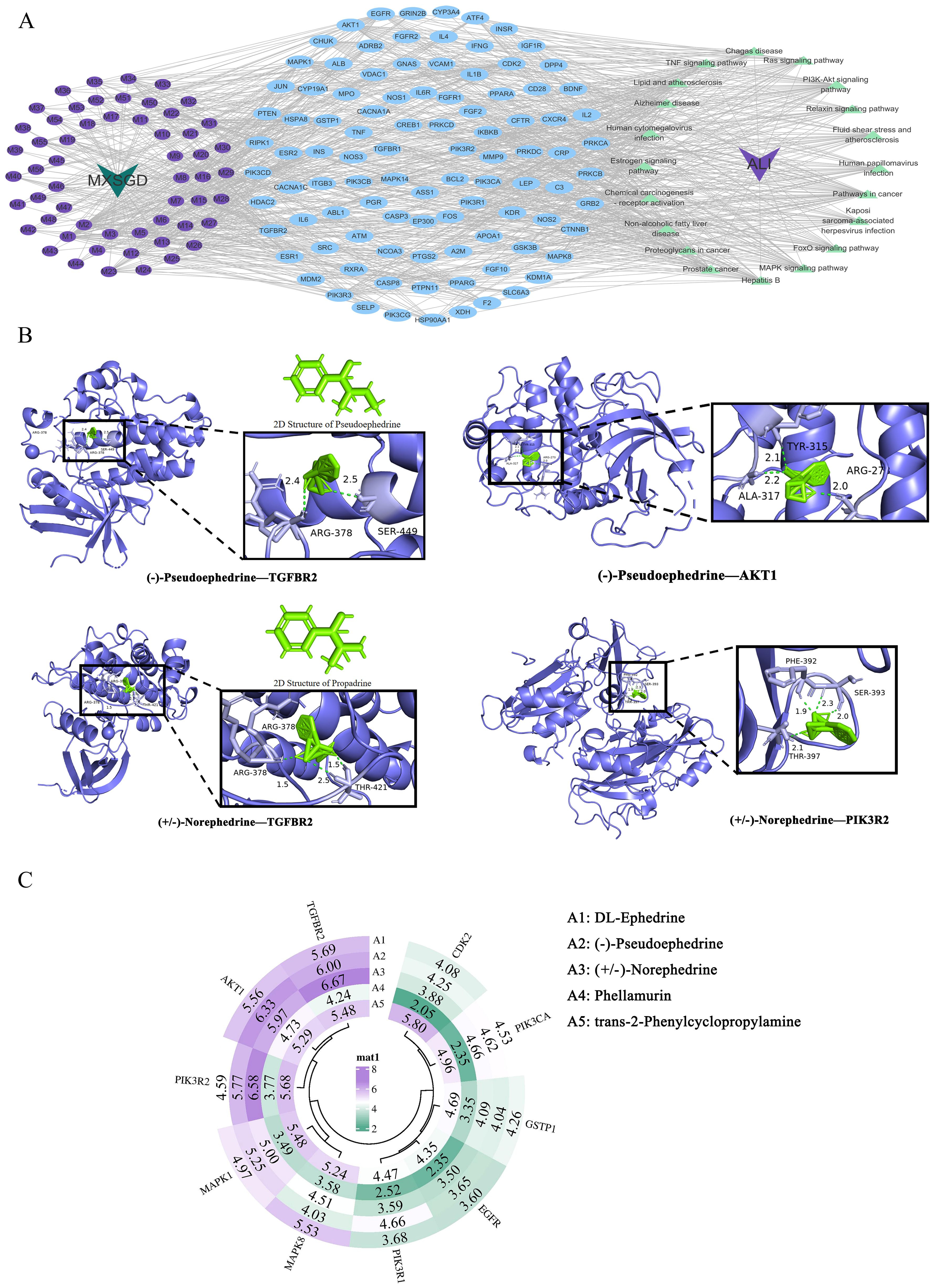 Panel A displays a network graph illustrating interactions among multiple nodes, with purple nodes representing MXSGD, blue nodes indicating the 99 key targets, green nodes on the right showing signaling pathways, and purple nodes on the left denoting the 56 blood-absorbed constituents. Panel B shows structural bioinformatics visualizations that highlight molecular interactions with proteins, depicting binding sites for compounds such as pseudoephedrine and norephedrine with proteins including TGFBR2, AKT1, and PIK3R2. Panel C contains a circular heatmap displaying affinity values for various compounds—annotated with names like DL-Ephedrine and Phellamurin—where the values represent negative binding energies.
