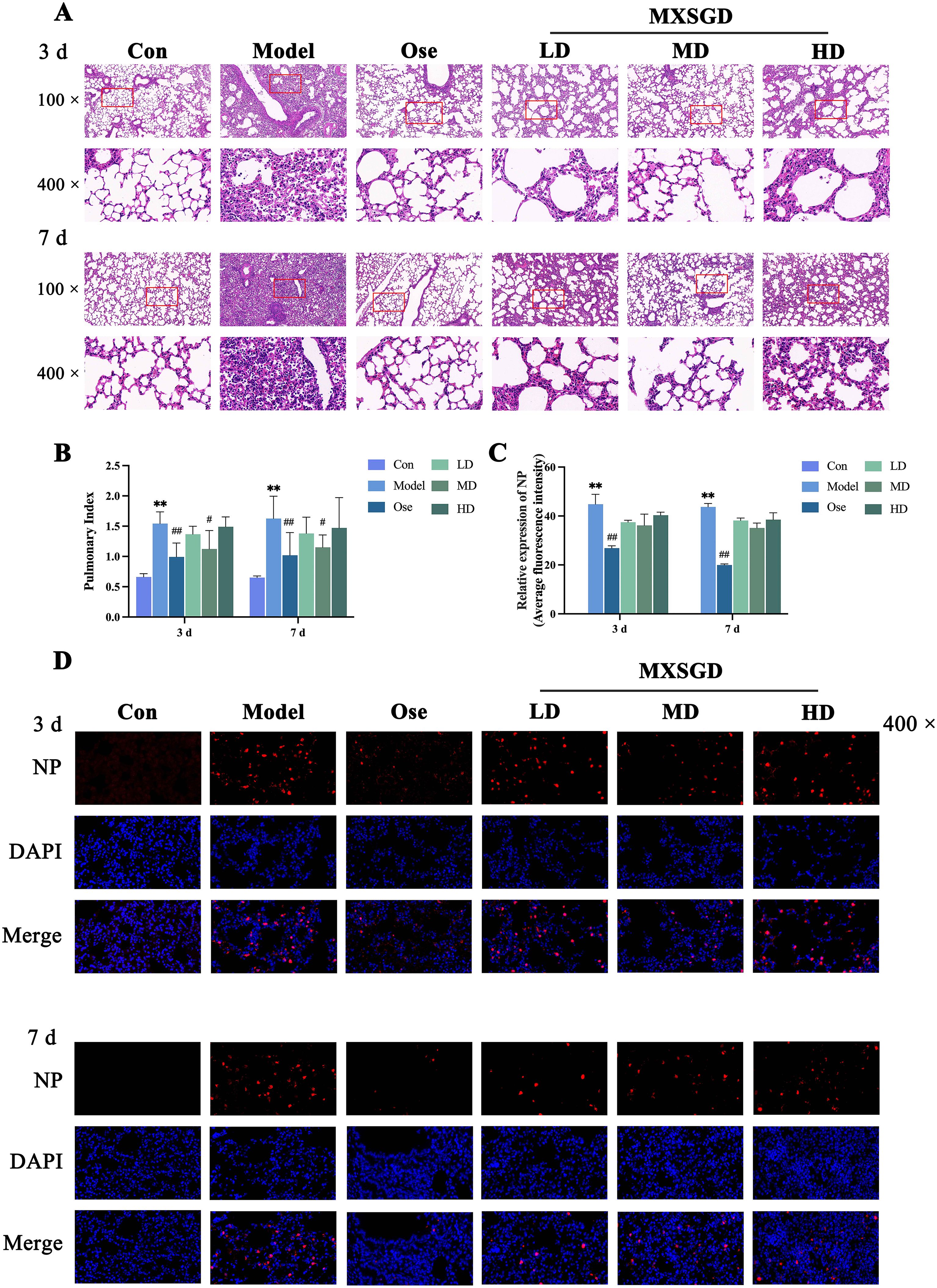 Histological analysis image of lung tissues from a study. Panel A shows stained tissue sections at different magnifications (one hundred times and four hundred times) over three and seven days comparing control, model, Ose, and varying MXSGB doses (low, medium, high). Panel B is a bar graph of the pulmonary index over time. Panel C presents a bar graph of the relative expression of NP. Panel D displays fluorescence images showing NP, DAPI staining, and merged images.
