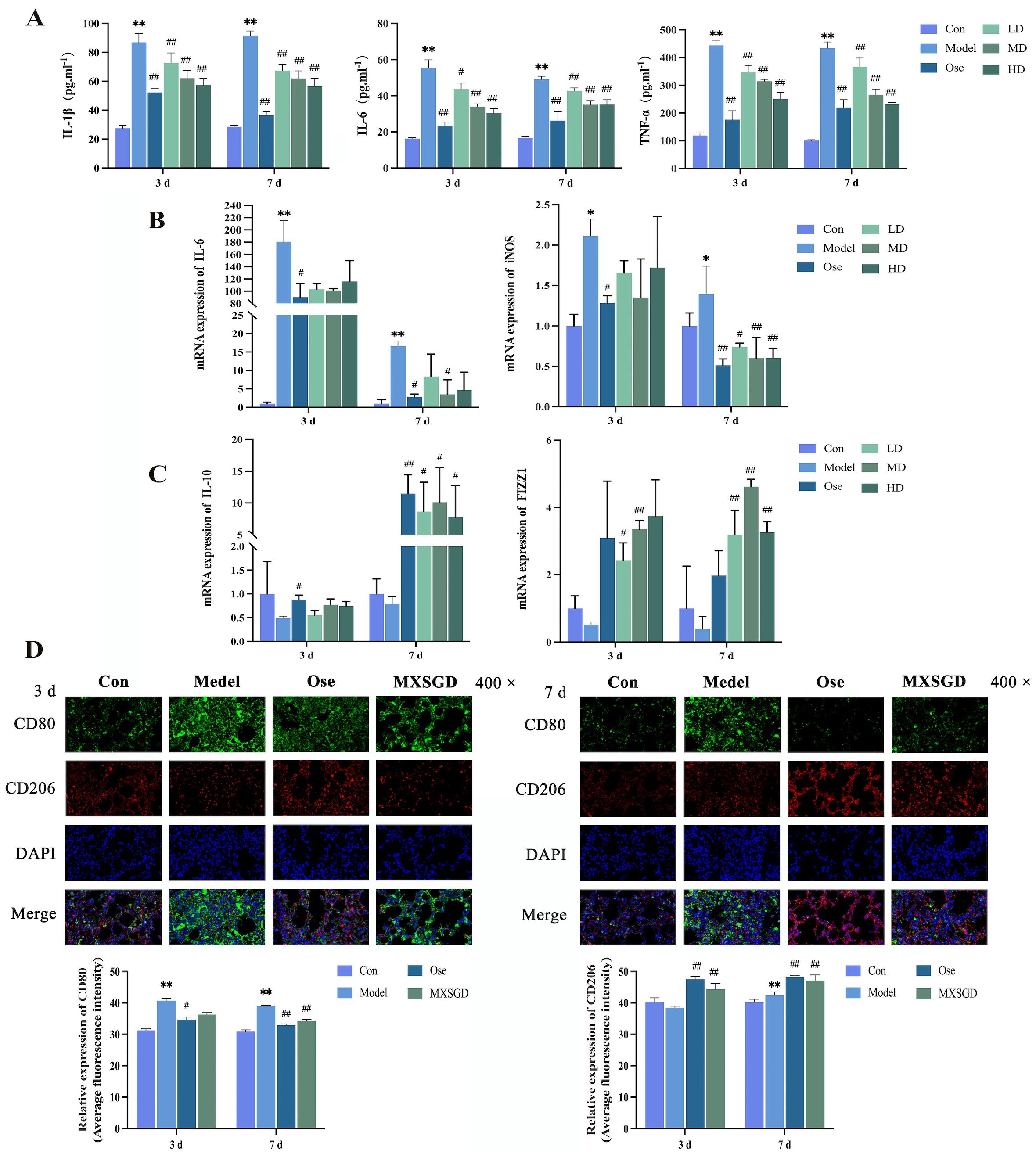 Bar graphs and fluorescence microscopy images in multiple panels. Panel A shows cytokine levels (IL-1β, IL-6, TNF-α) in serum across different groups at two time points (3 and 7 days). Control and experimental groups are color-coded. Panel B presents mRNA expression of IL-6 and iNOS over the same intervals. Panel C displays mRNA expression of IL-10 and FIZZ1. Panel D includes fluorescence images illustrating CD80, CD206, and DAPI staining, merged images, and graphs showing relative expression. Magnification at four hundred times.