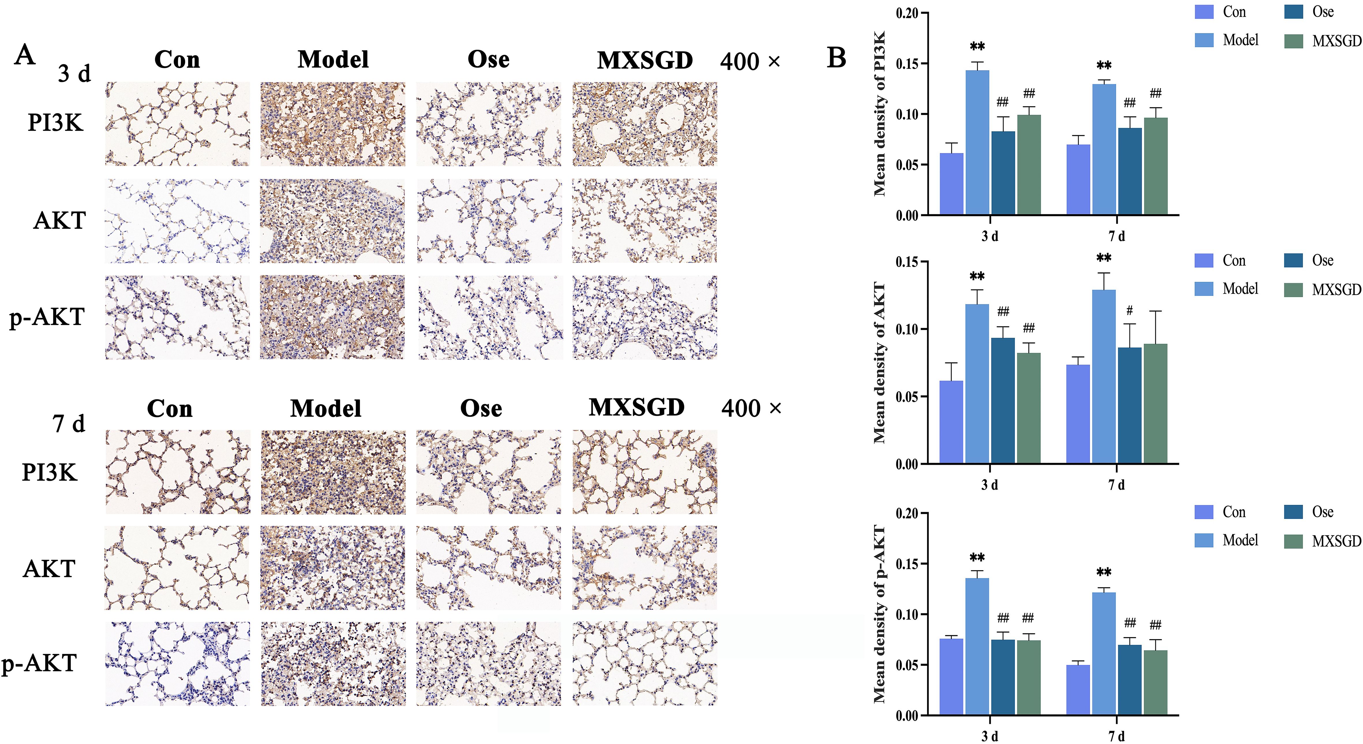 Two-panel image depicting protein expression and quantification in lung tissue. Panel A shows immunohistochemistry images of PI3K, AKT, and phosphorylated AKT in control, model, Ose, and MXSGD groups at 3 and 7 days, magnified 400 times. Panel B displays bar graphs of the mean density of PI3K, AKT, and phosphorylated AKT across these groups, with significant differences indicated by asterisks and hashtags, for both 3 and 7 days.